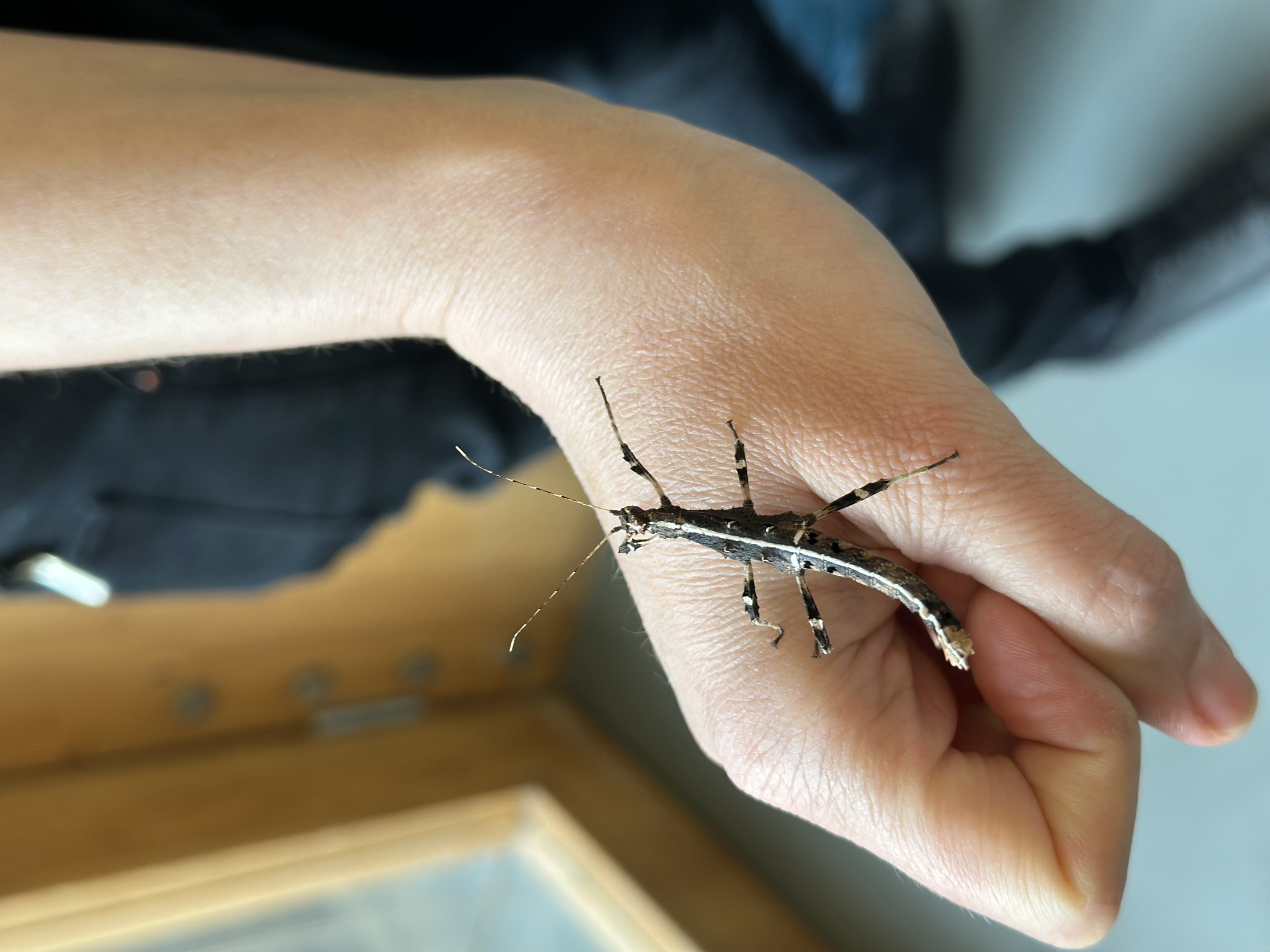 Guided tour of Tartu Nature House, seeing insects more closely