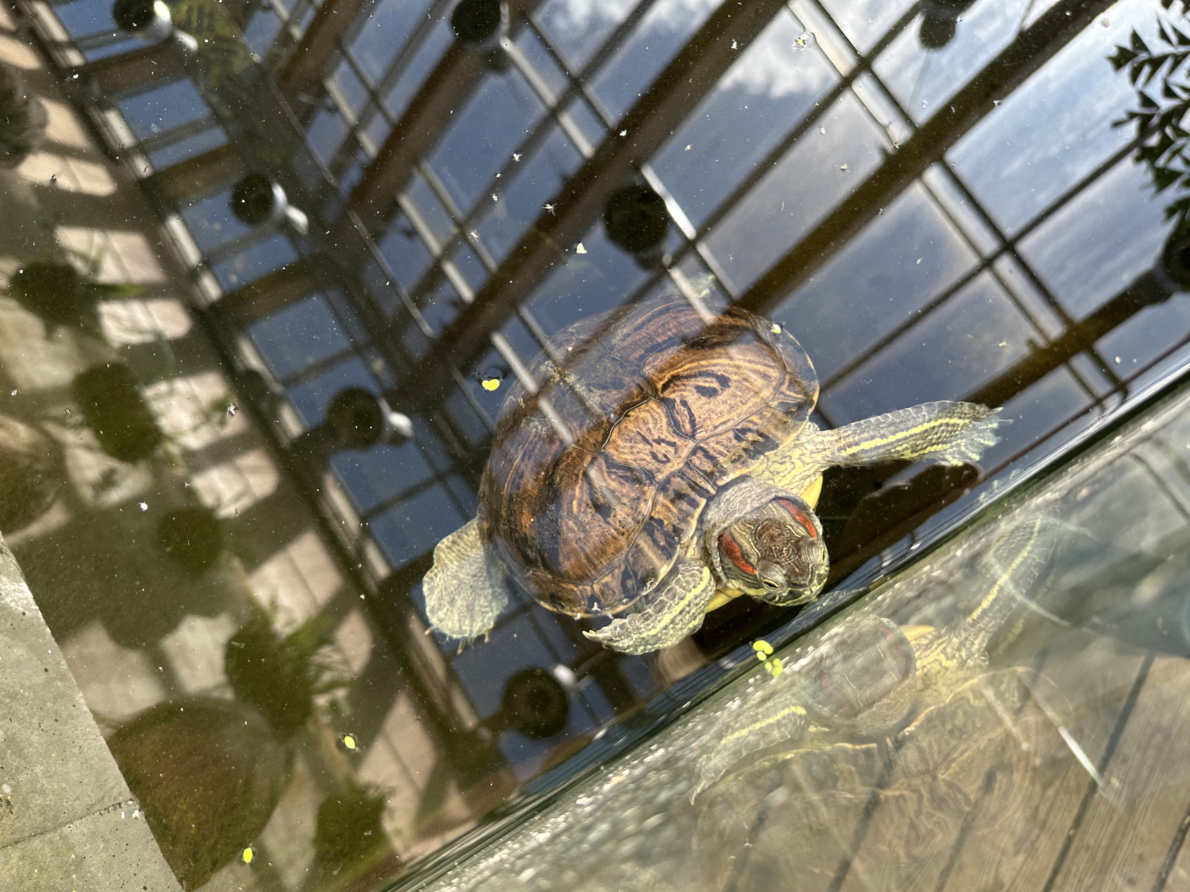 A red-eyed water turtle living in the tropical winter garden 
