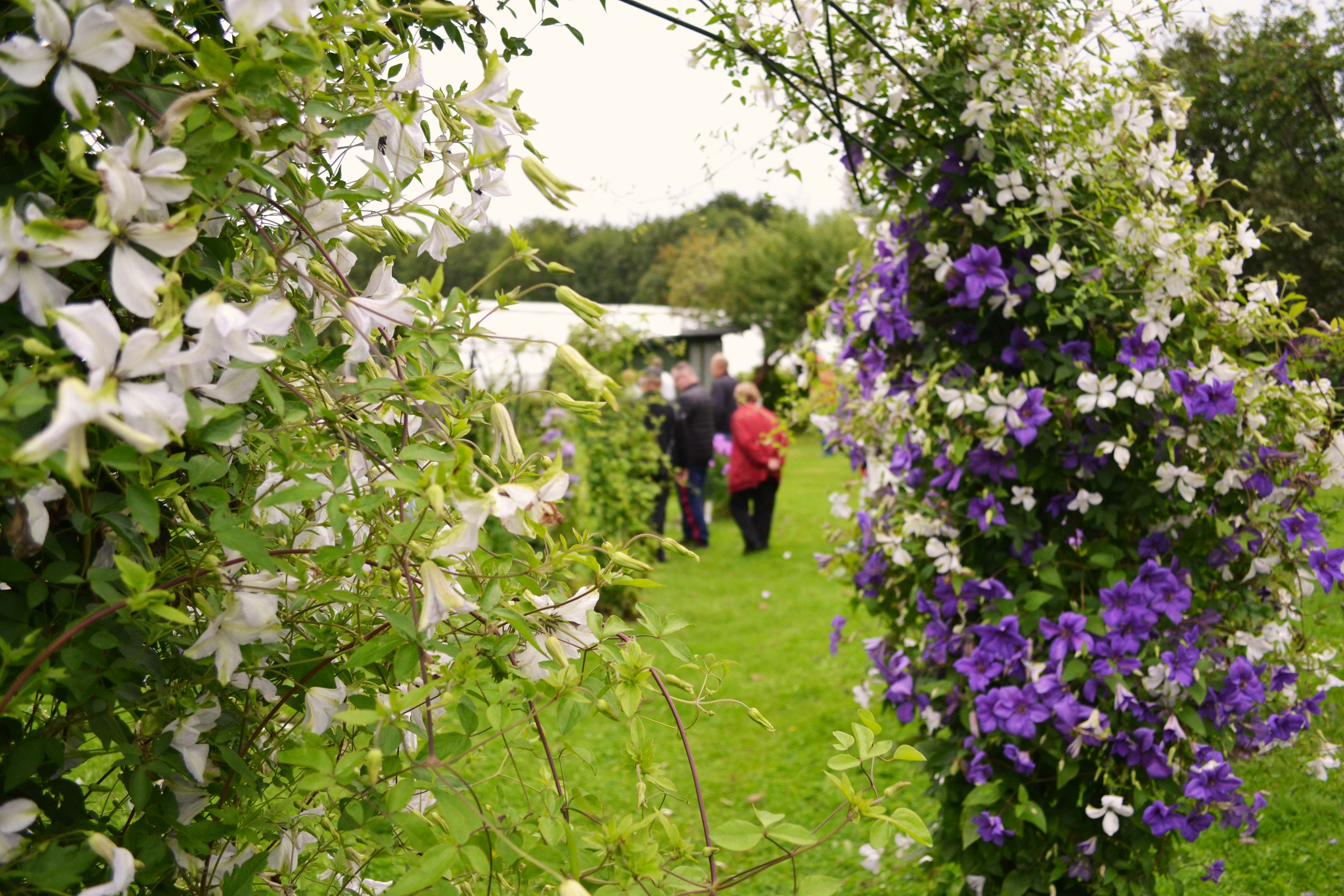 Roogoja talu, Clematis 'Alba Luxurians' ja 'Semu'