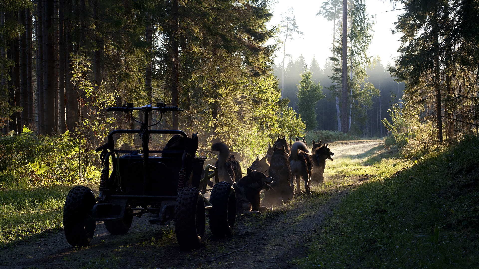 Kelgukoerad puhkavad Tartumaa looduses