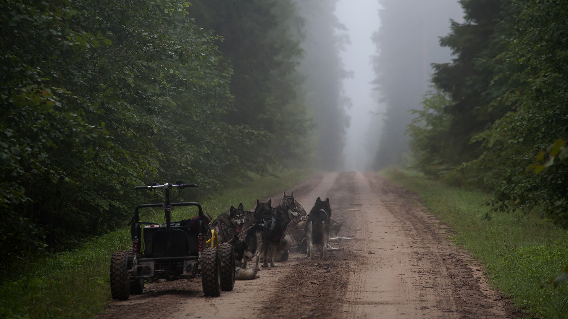 Kelgukoerad Eesti looduses koos võistlusrakendiga