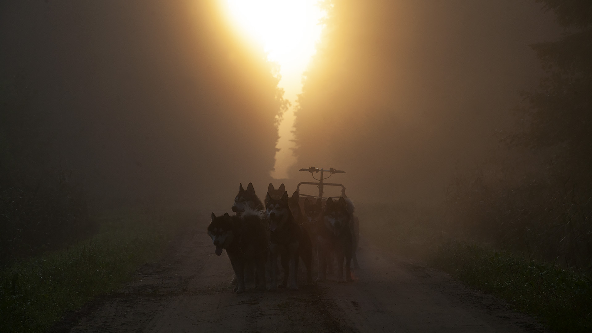Varahommikune päike ja kelgukoerad Tartumaa metsas