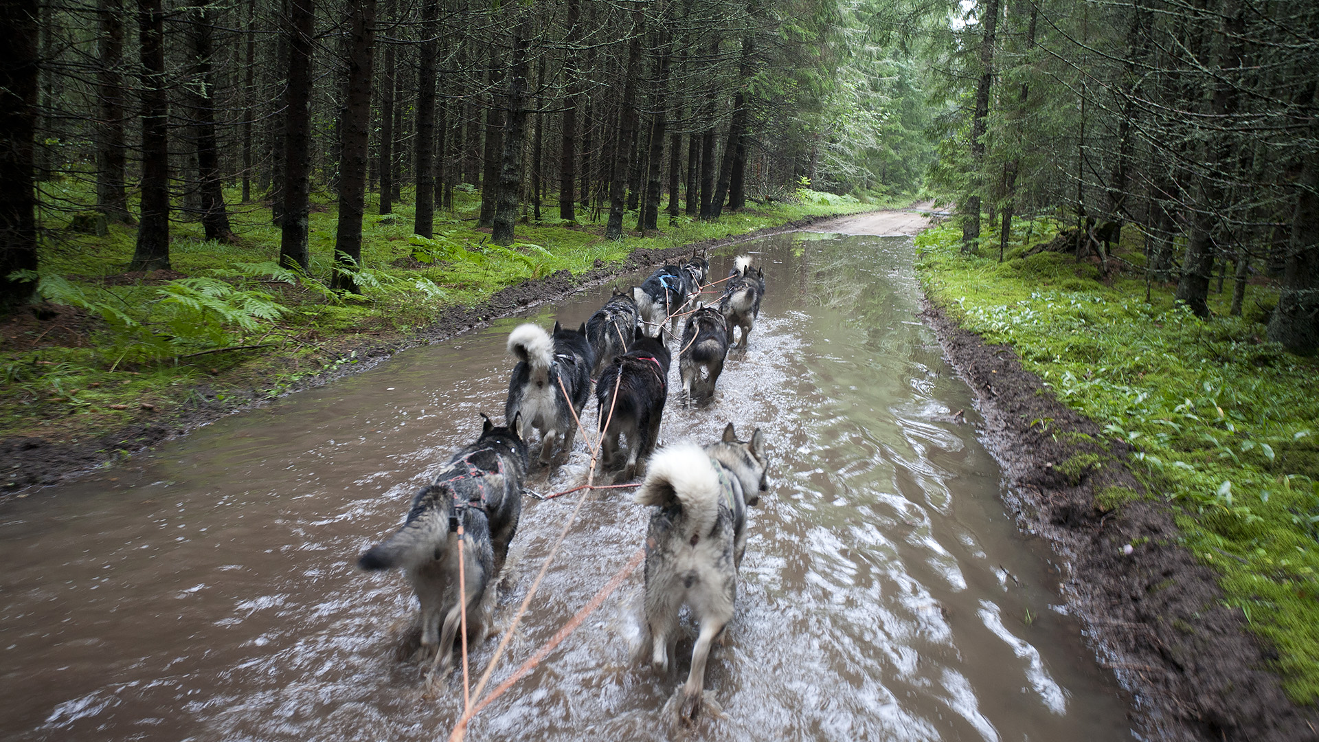 Kelgukoerad jooksevad saaniga läbi vee Lõuna-Eestis
