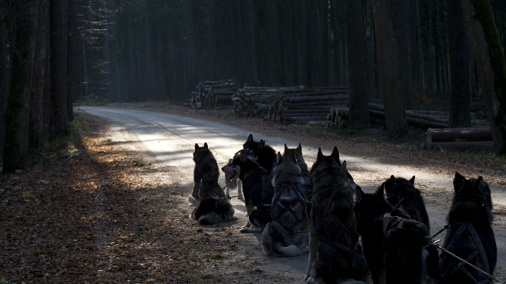Husky kelgukoerad Tartumaa metsas