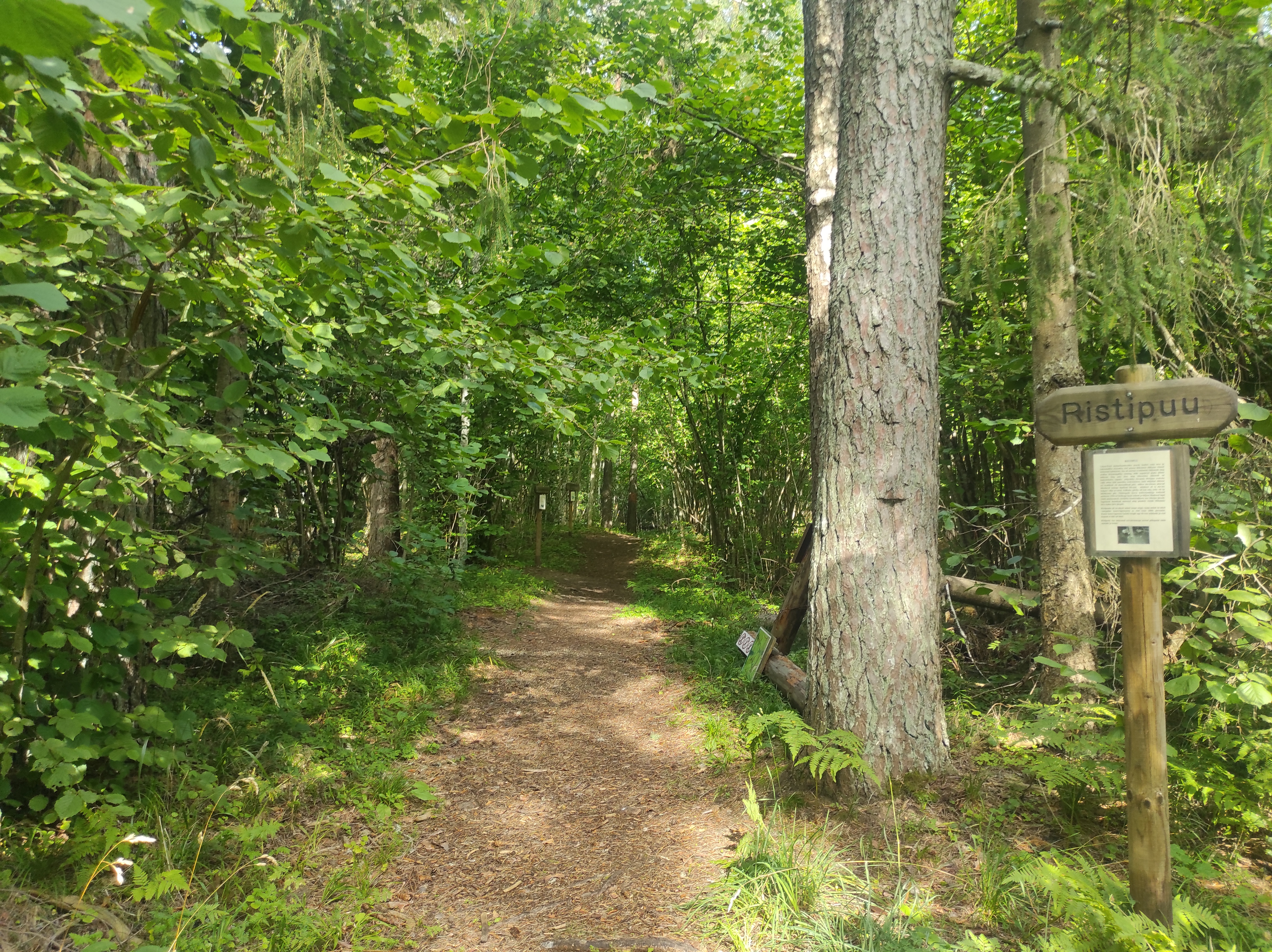 The hiking trail, which is suitable for a pleasant walk, starts on the other side of the road opposite the Voorepalu campfire site and runs along an e