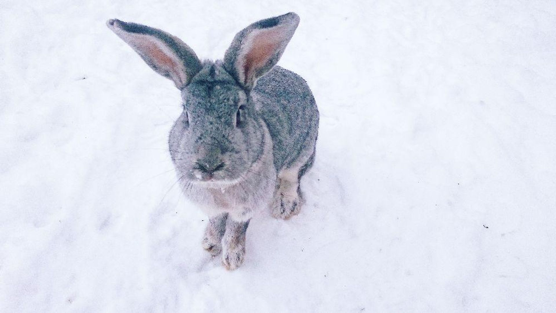 Wild animals can also be found on the farm
