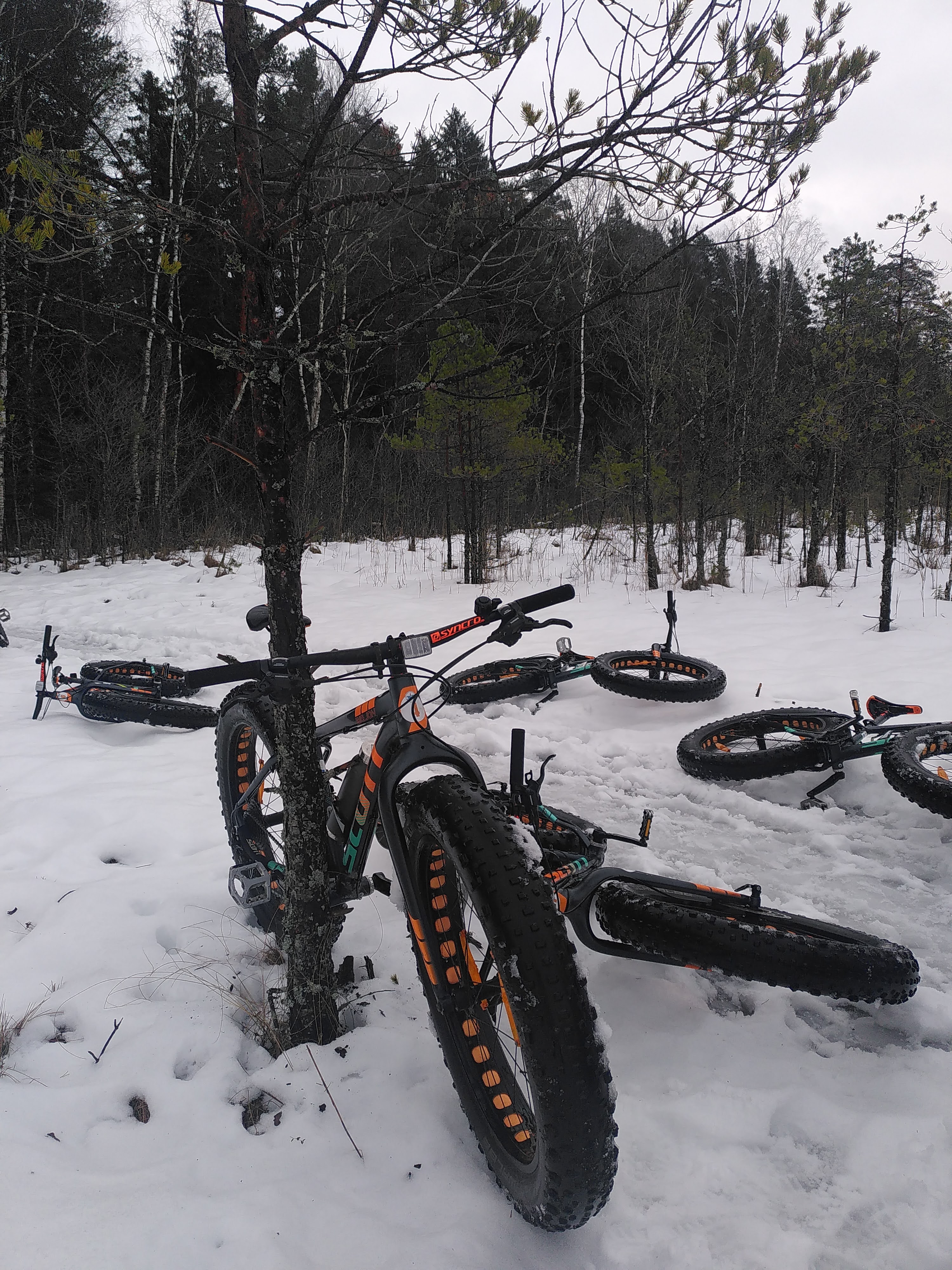 Fatbike cycling tour to Türisalu Cliff even in winter!