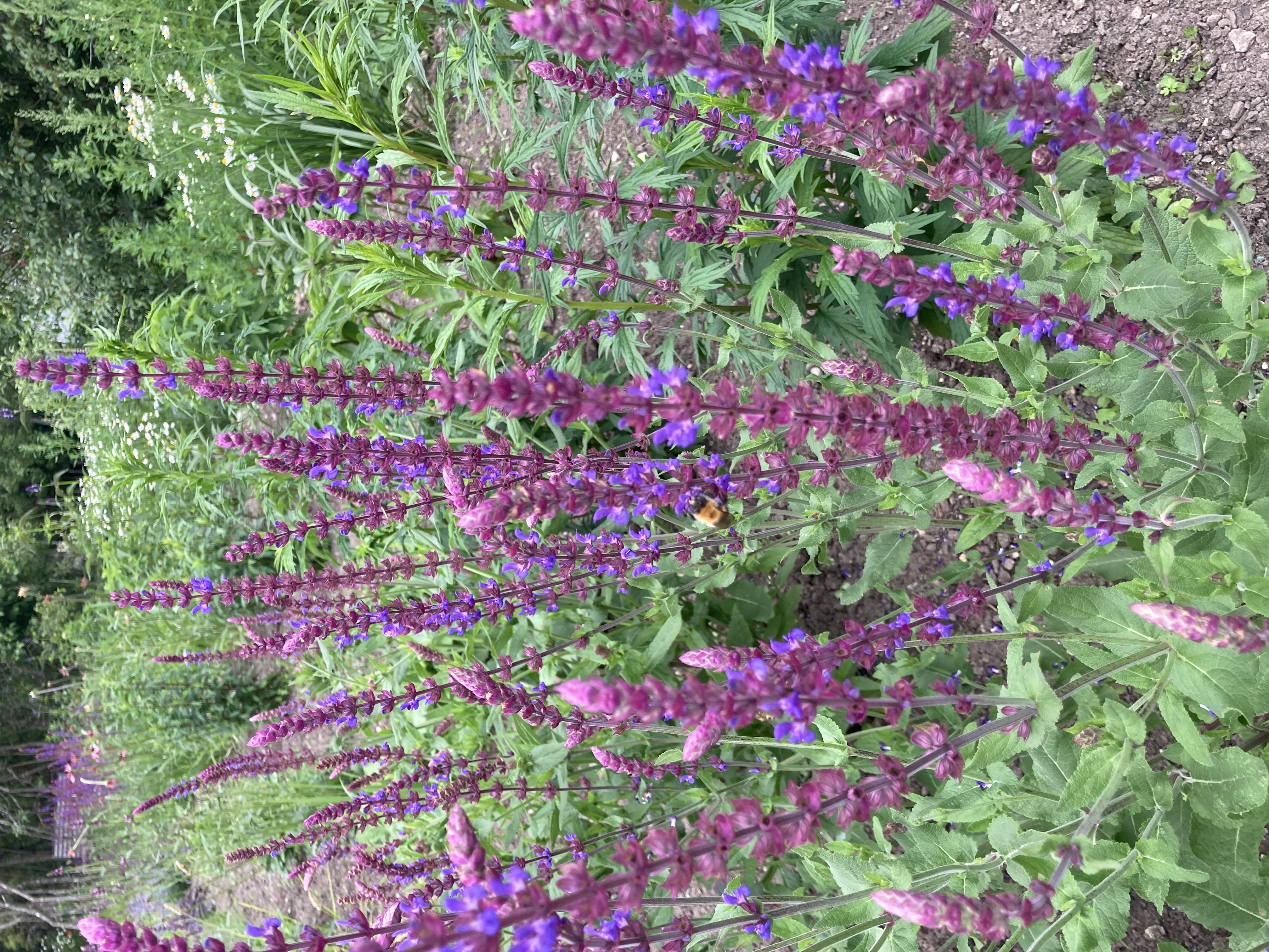 Naistenõges 'Walker's Low'