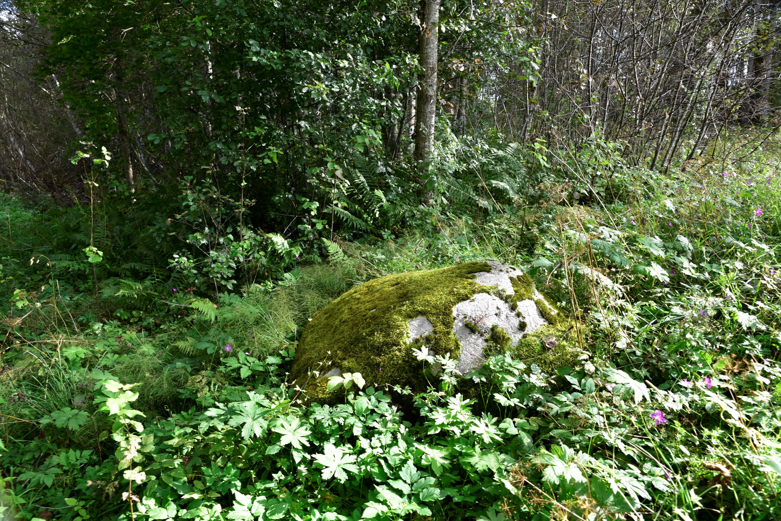 Miikse Jaanikivi