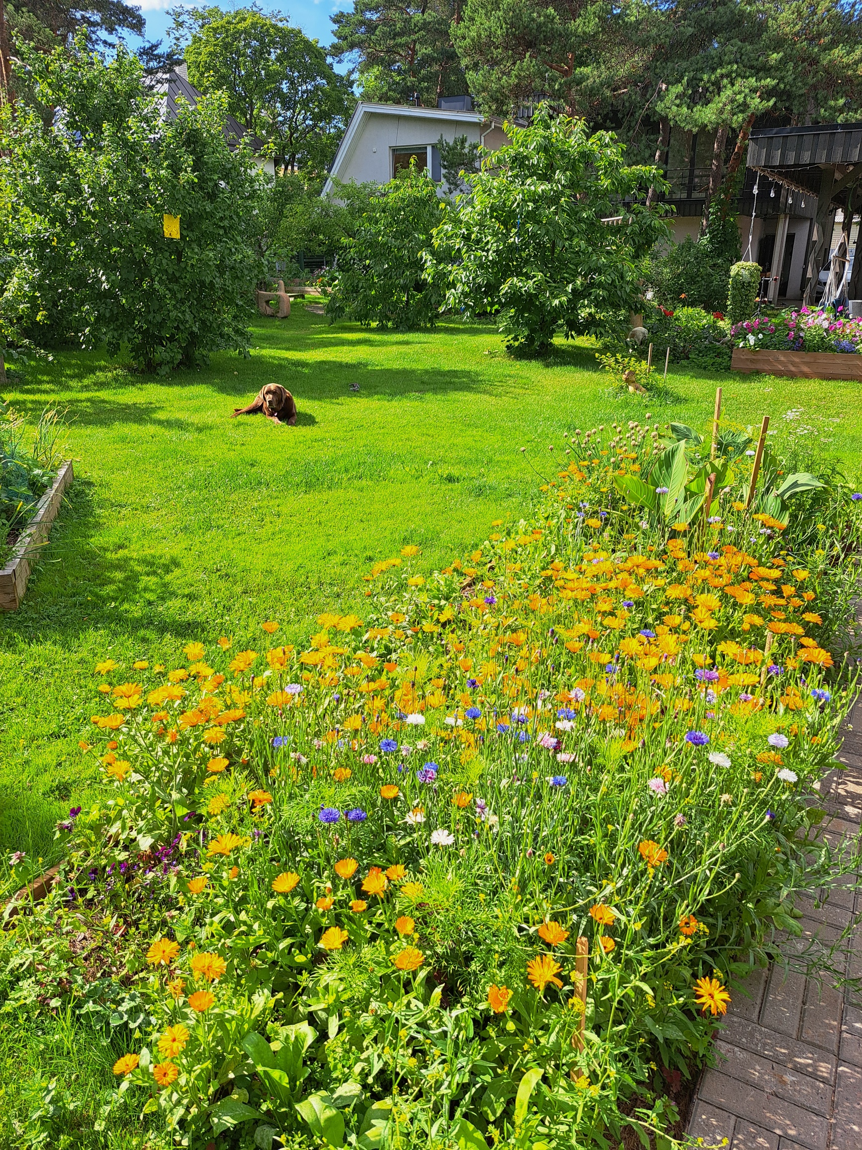 Tea plants in Saaremaa