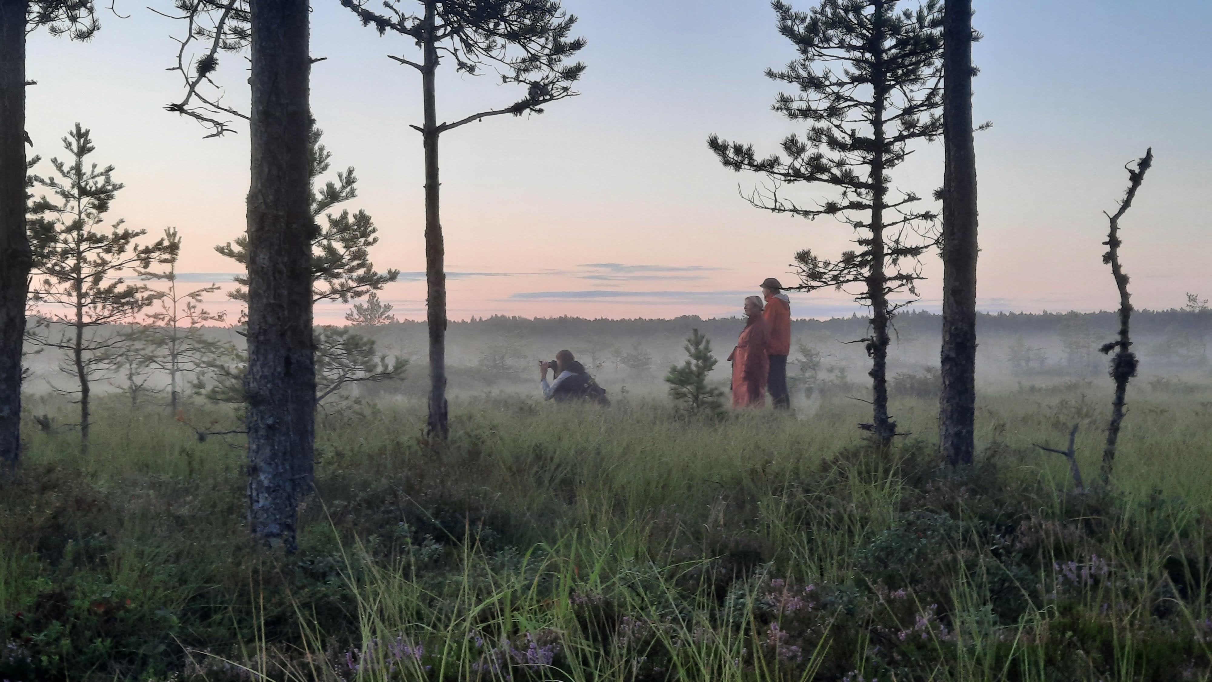Päikesetõus rabas