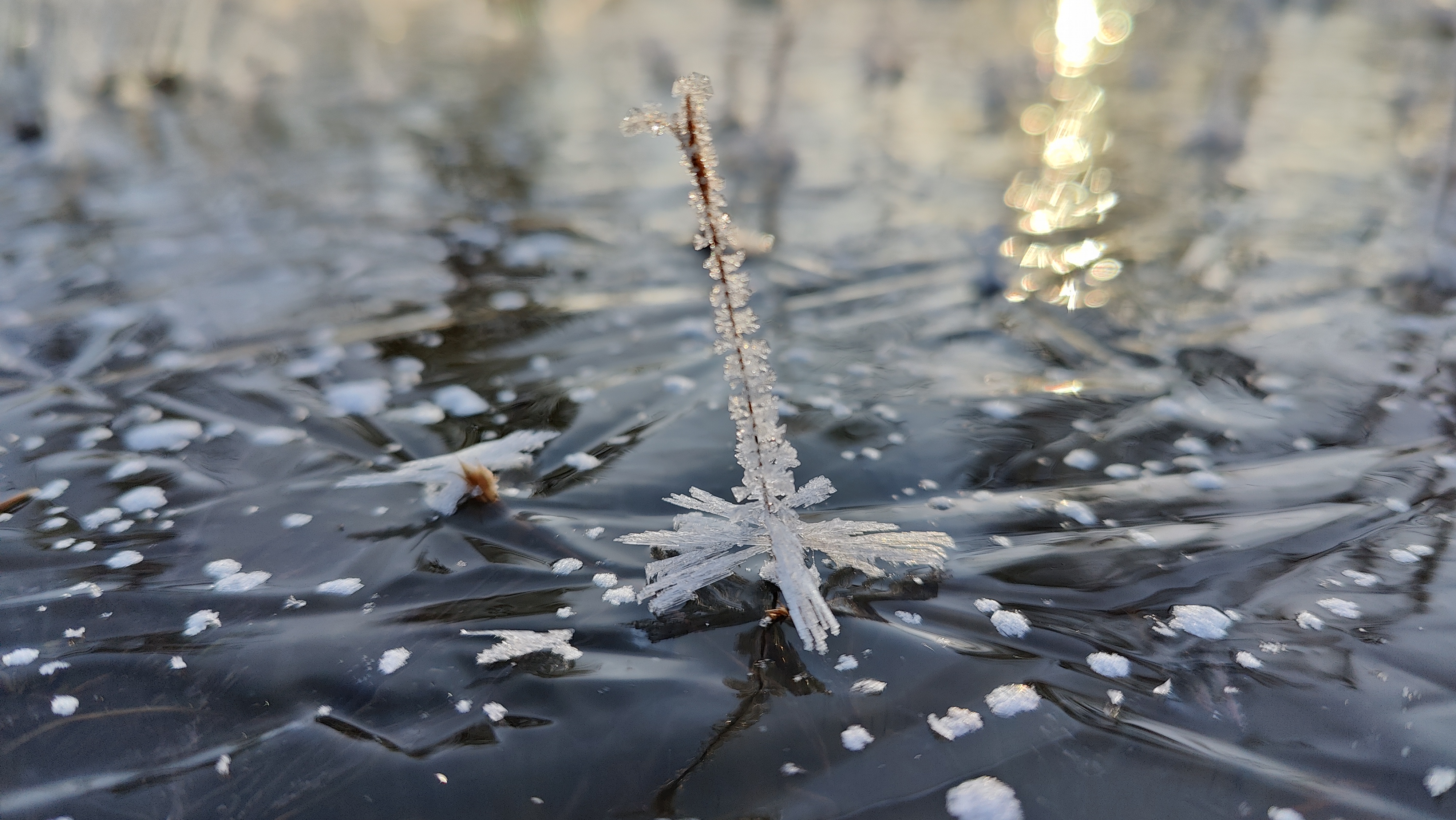 Juhendatud räätsamatk gruppidele Koitjärve rabas