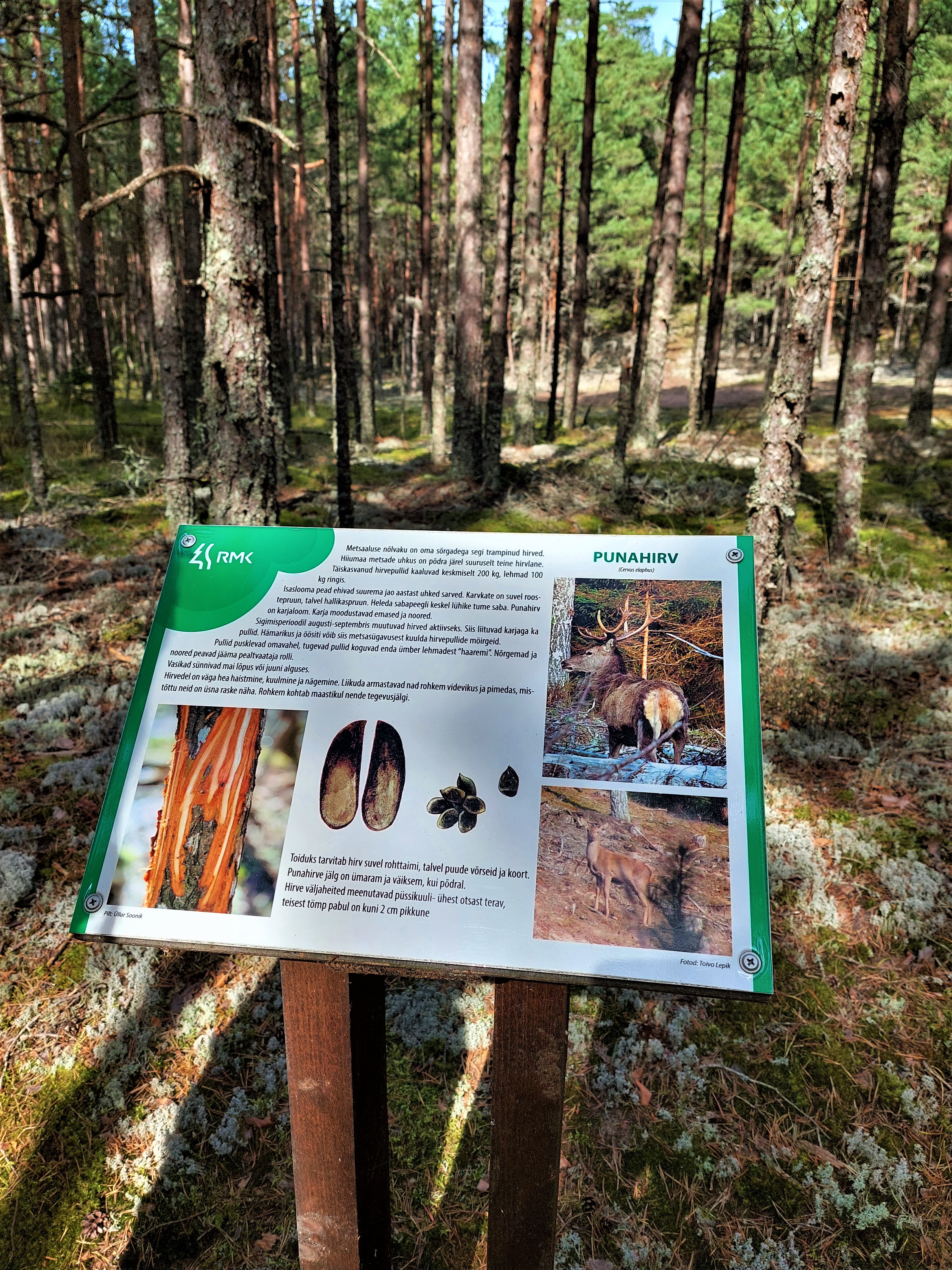 Infotahvel punahirve kohta metsa