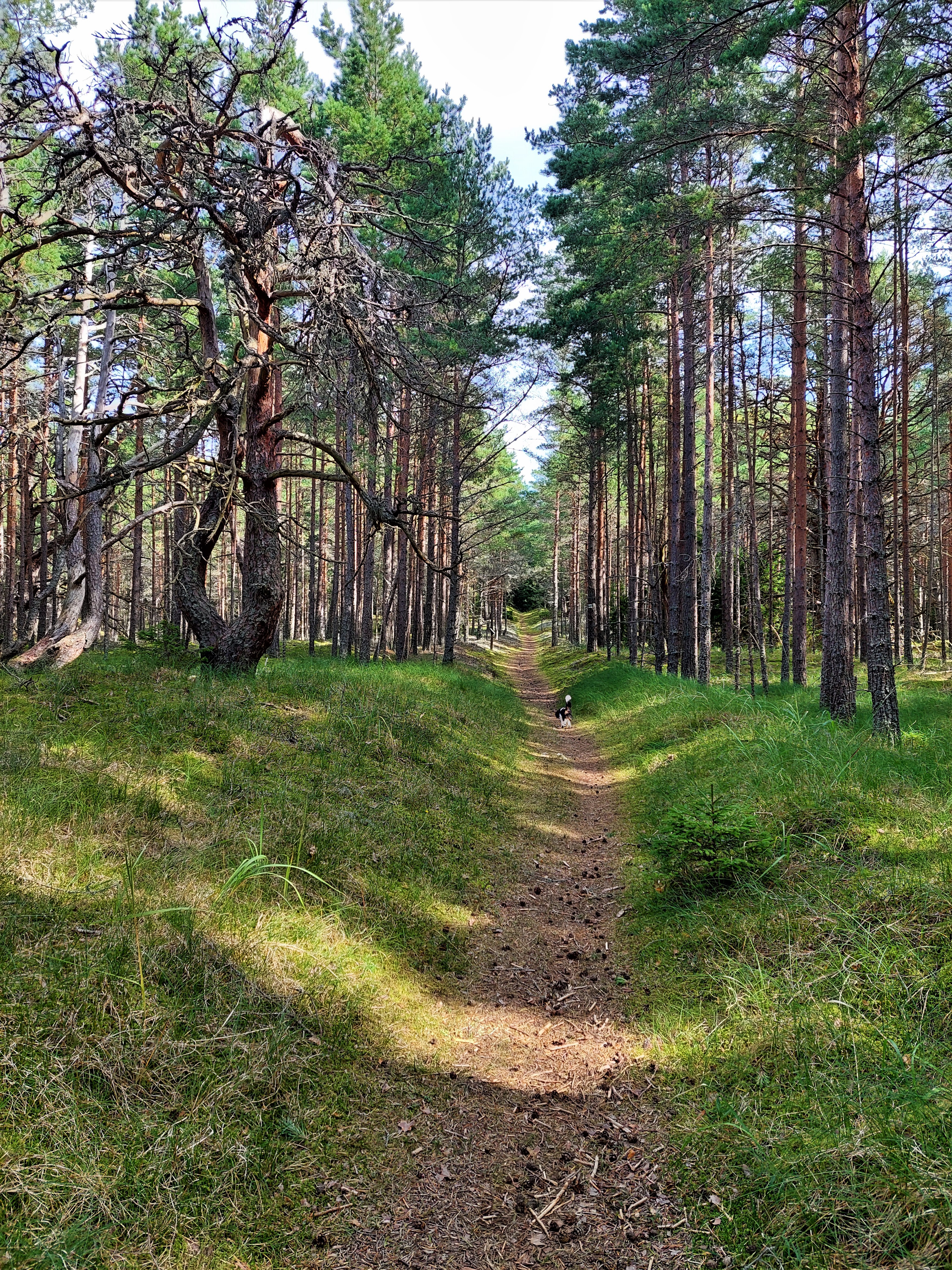 Metsarada kõrgete mändide vahel Kaleste õpperajal