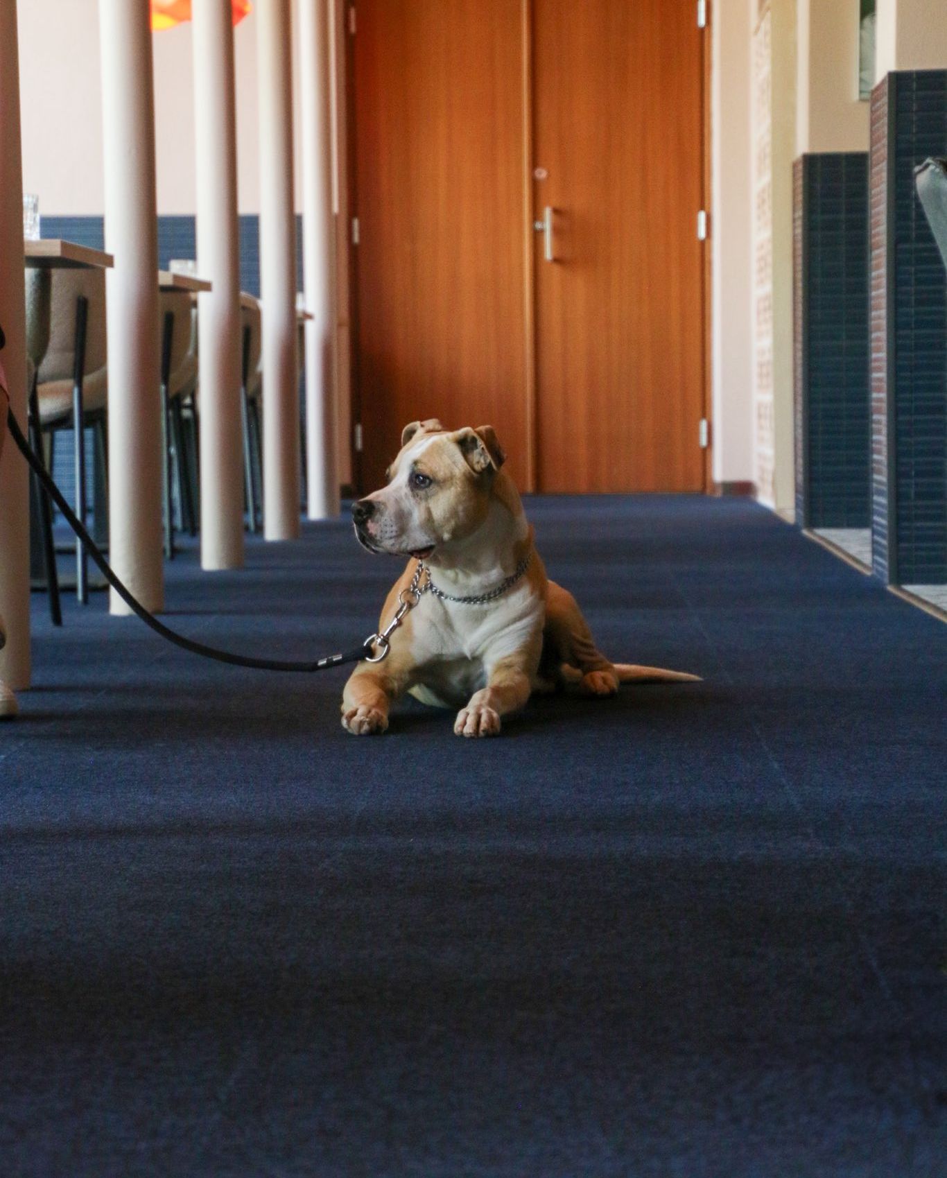 Vahva koer nautimas restoranikülastust