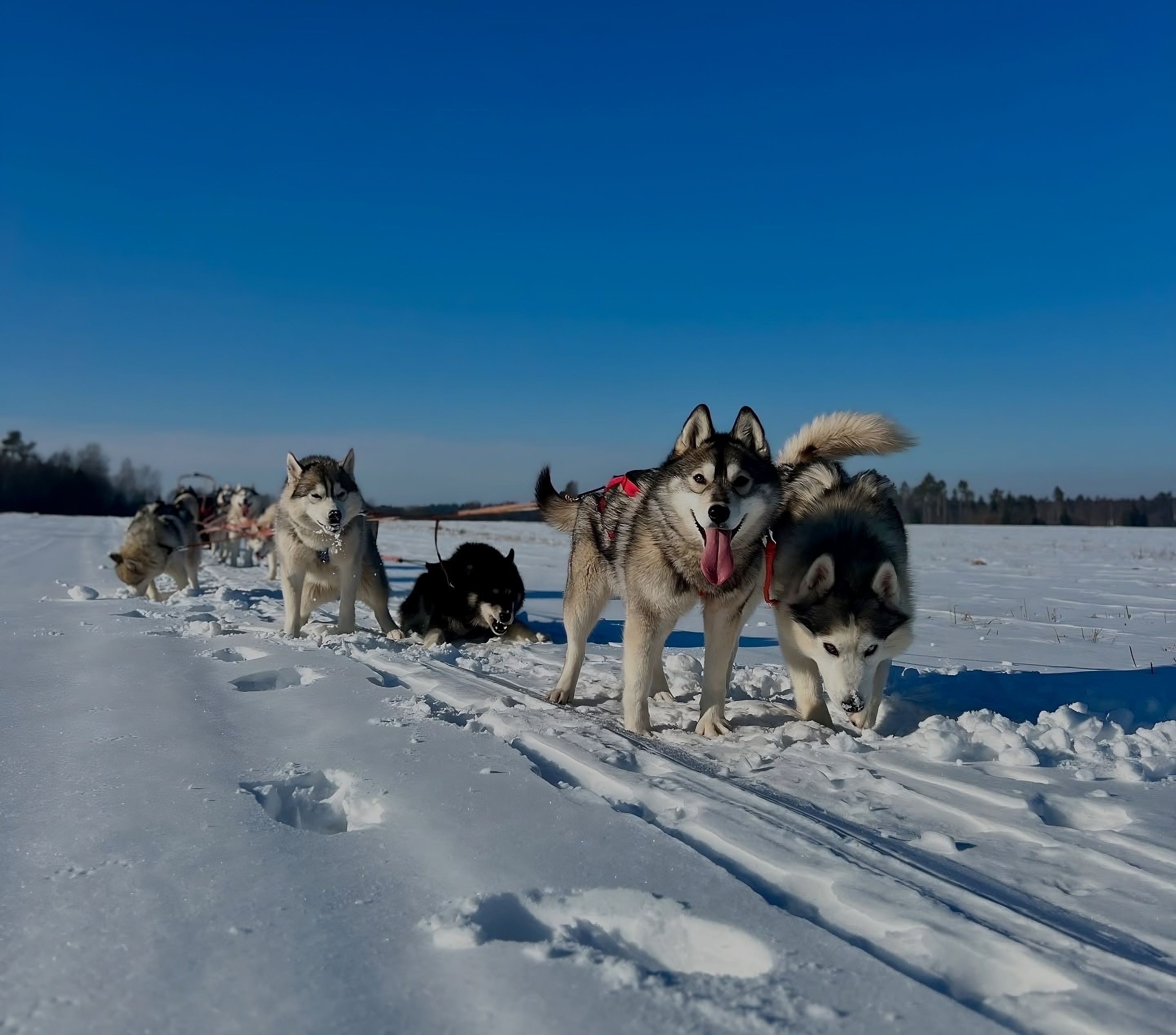 Totti's Sleddog Tours sled dog rides in winter