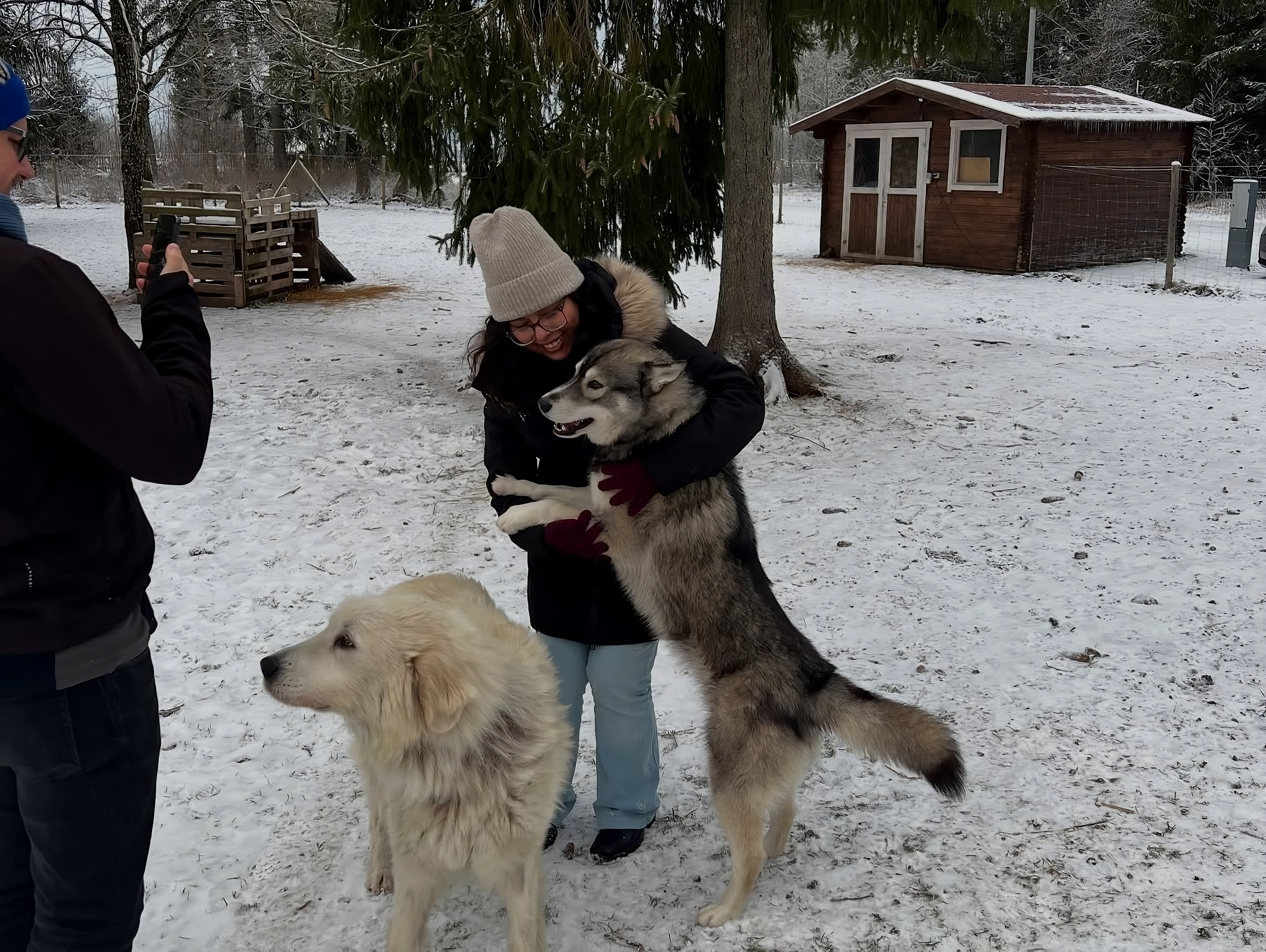 Cuddling with sled dogs
