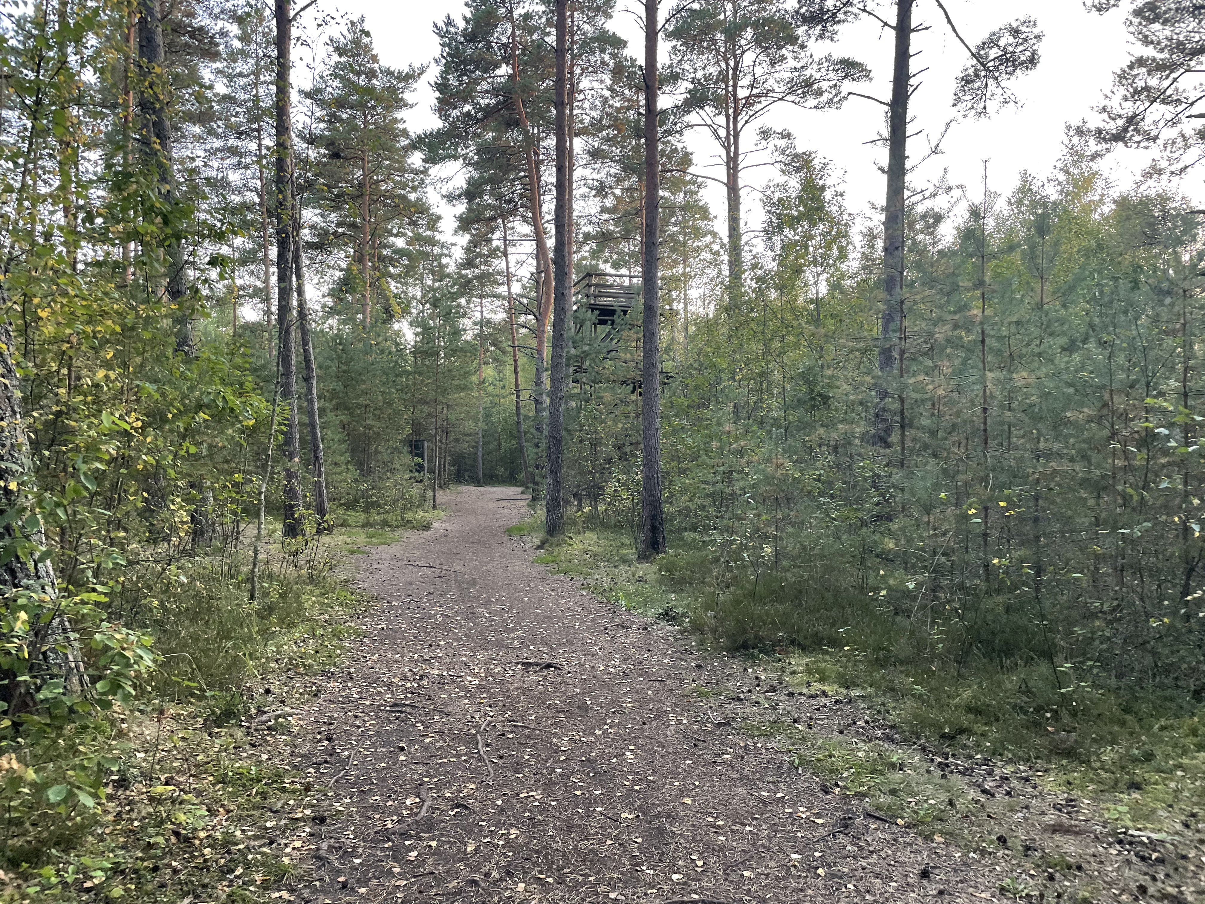 Pääsküla Bog nature trail observation tower