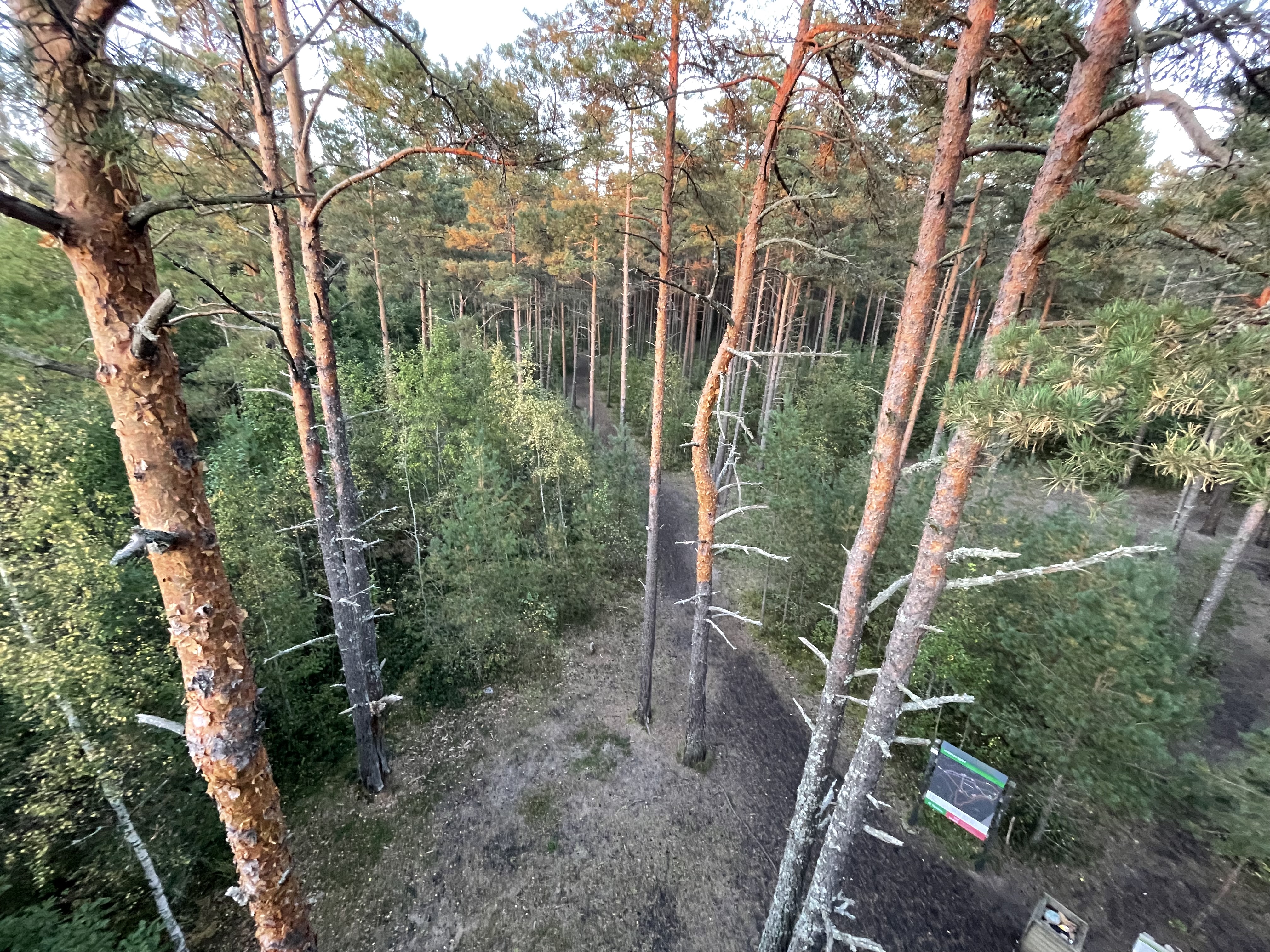 View from the observation tower of Pääsküla Bog nature trail