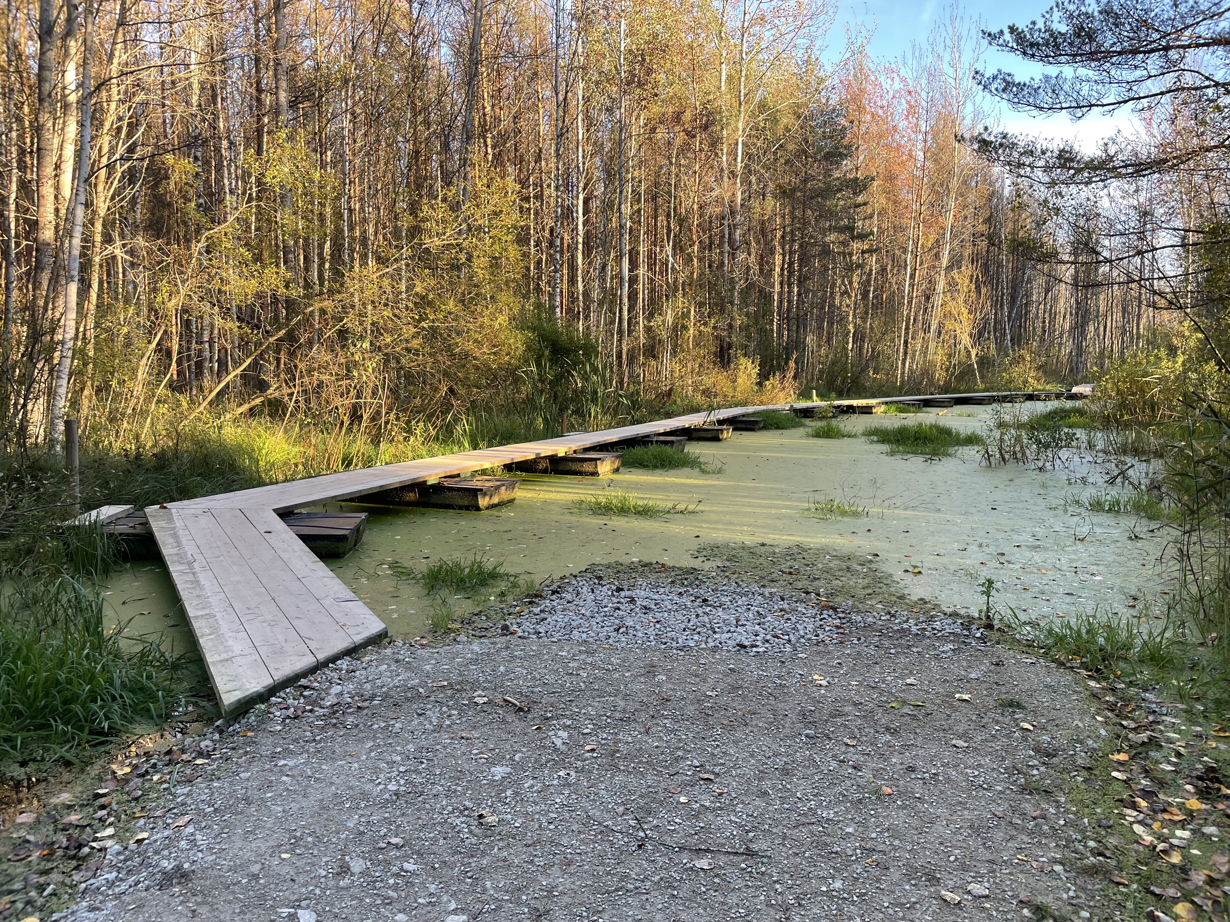 Floating boardwalk of Pääsküla Bog nature trail