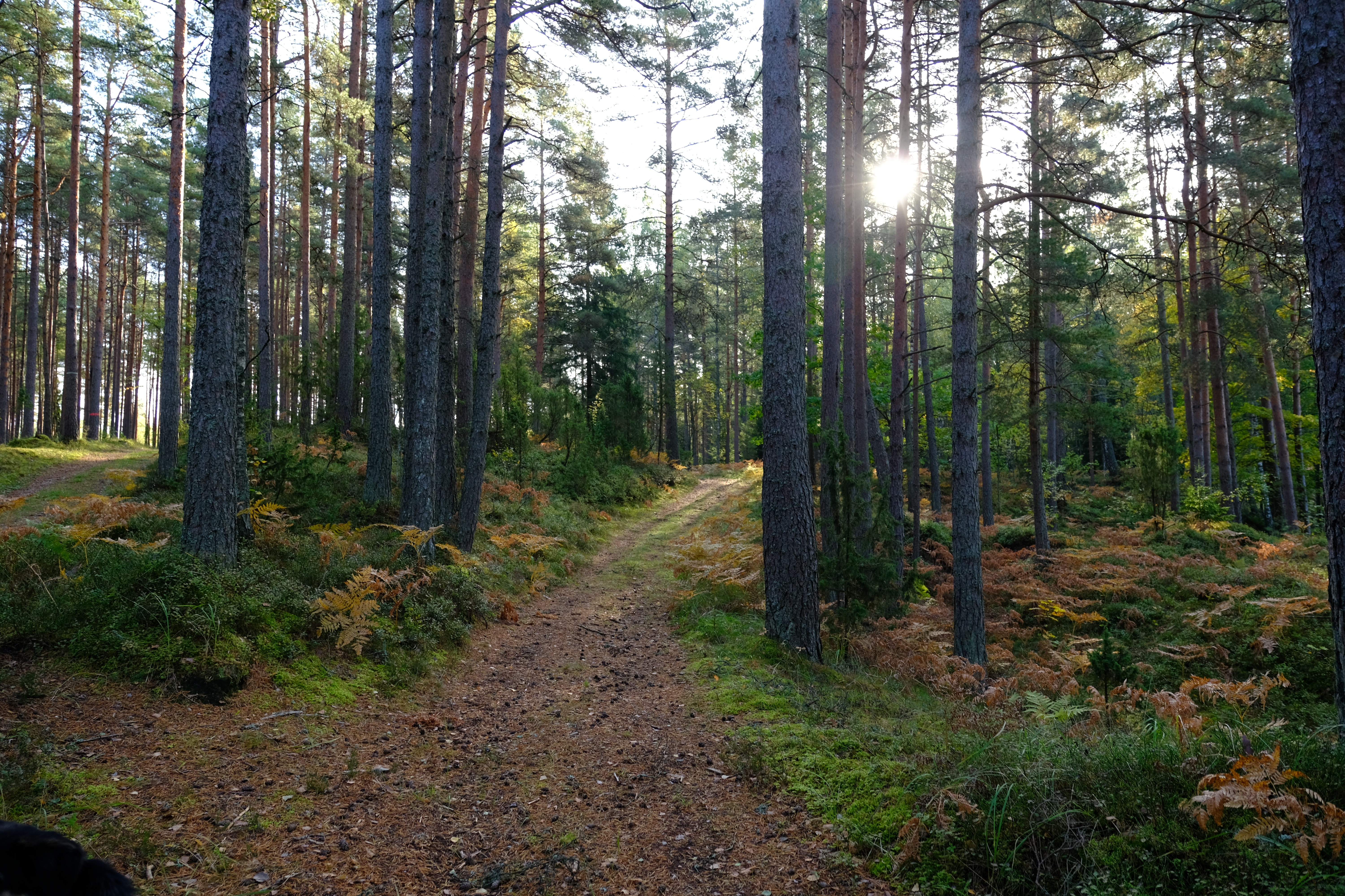 Elamustalu Disc Golf Park at Kallaste Farm forest