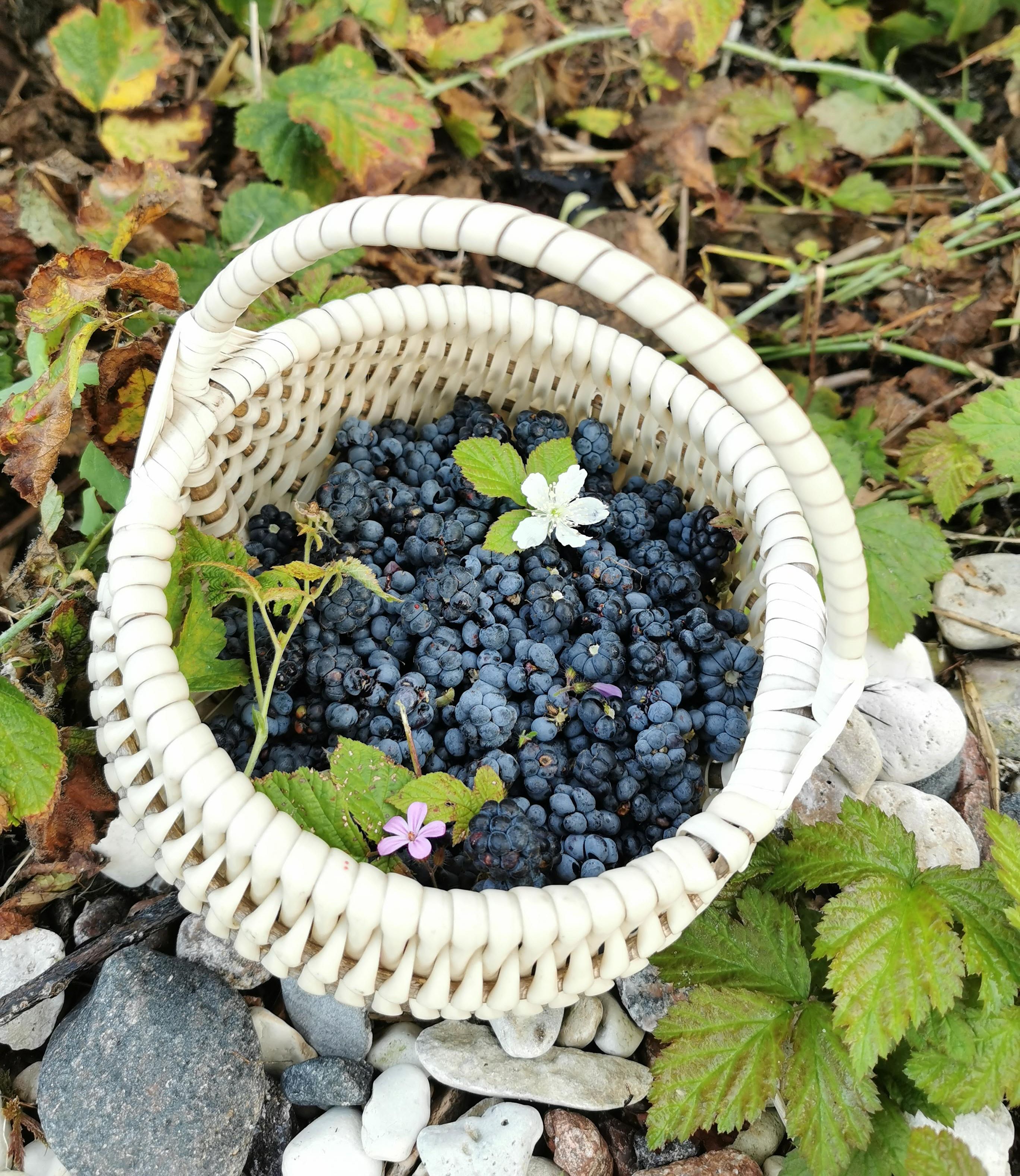 Seikle Vabaks dewberry picking trip on Sorgu island