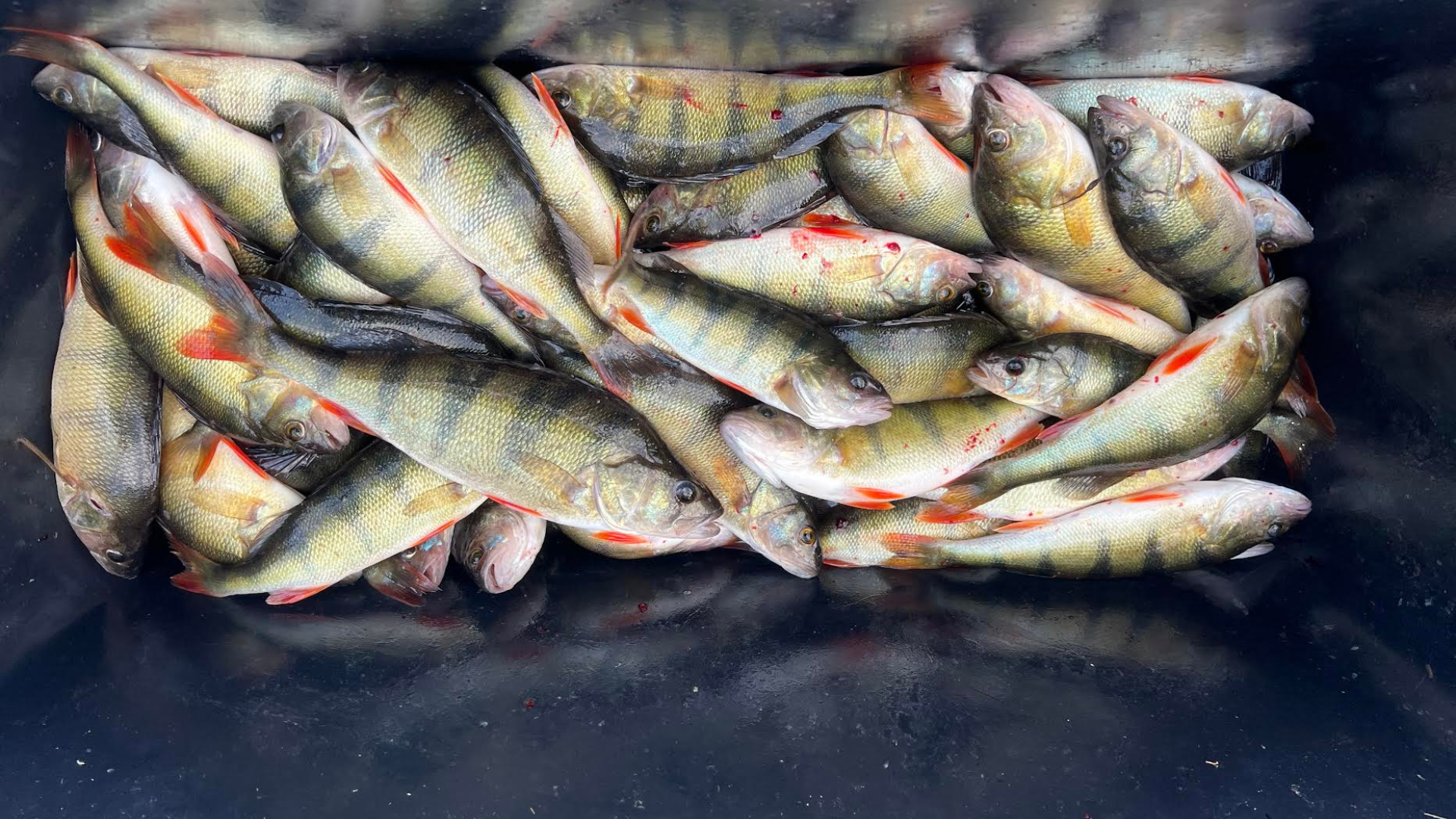 Ahvenapüük Saaremaal