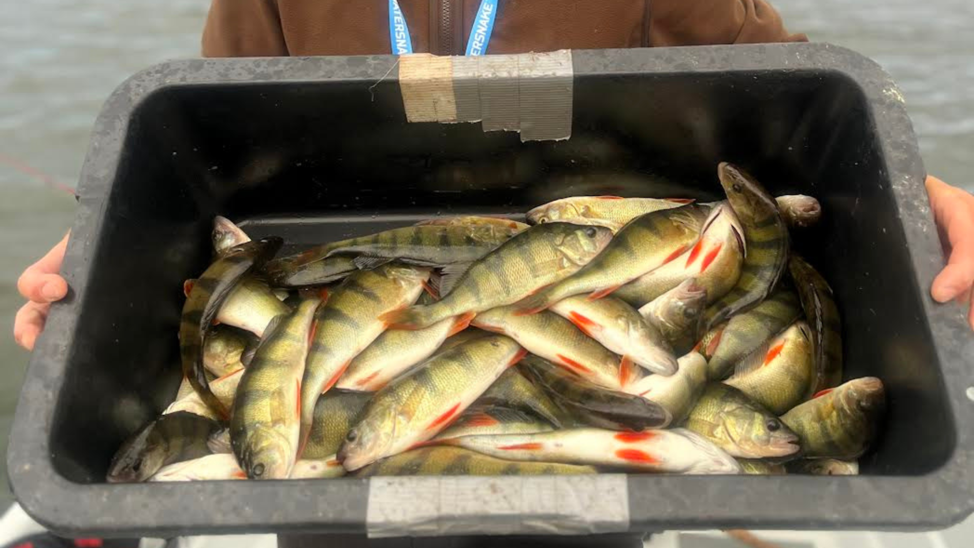 Sügisene ahvenapüük Saaremaal