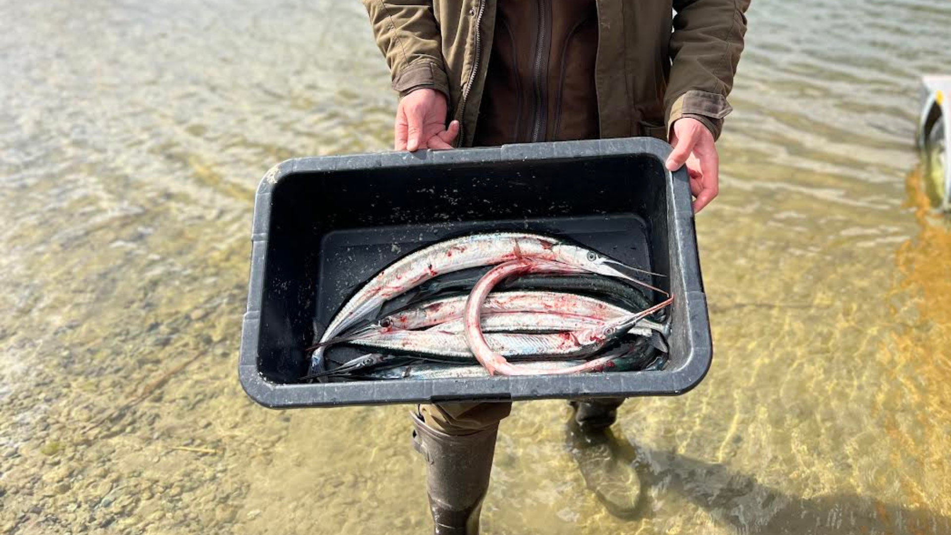 Tuulehaugipüük Saaremaal