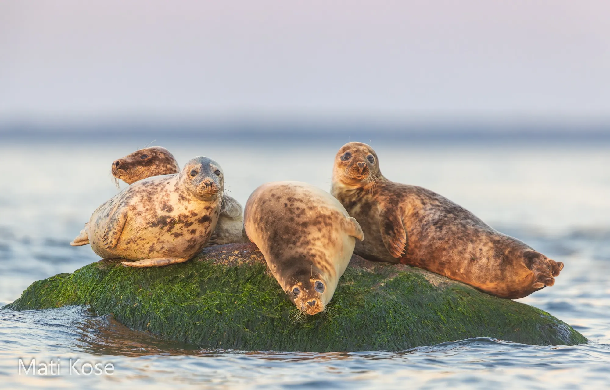 Regular Seal Observation Trips among the Islands of Kolga Bay start from the Neeme Harbour and take place on Sundays at 11 am from July to September. 