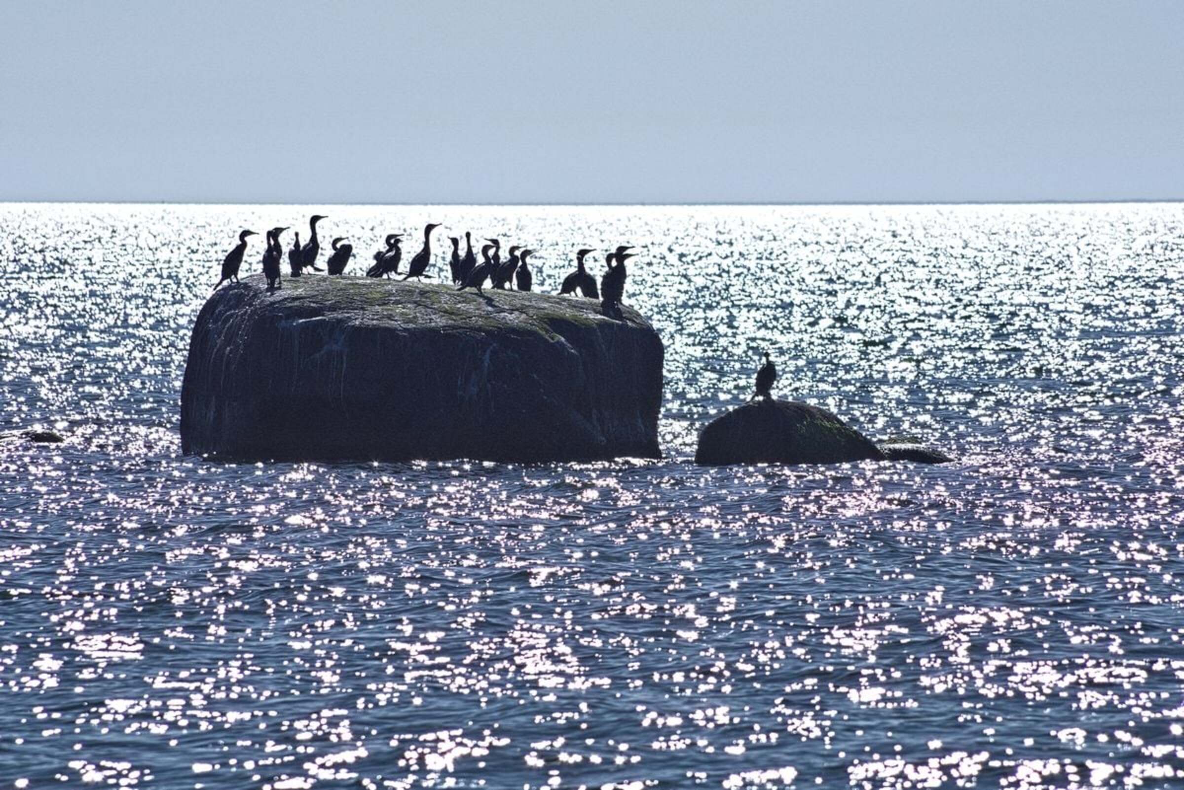 Kormoranid kivi otsas hülgevaatlusretkel