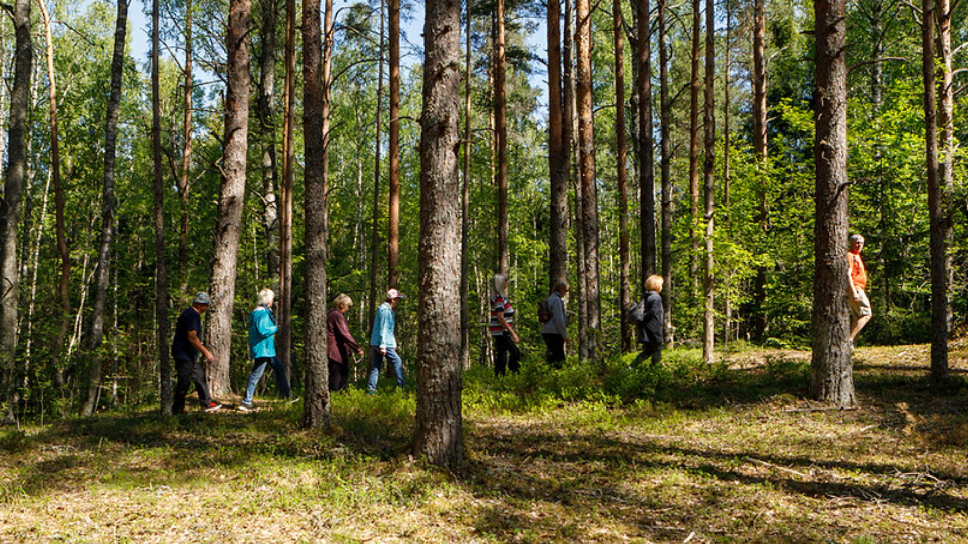 A group is walking in the Nõmme forest