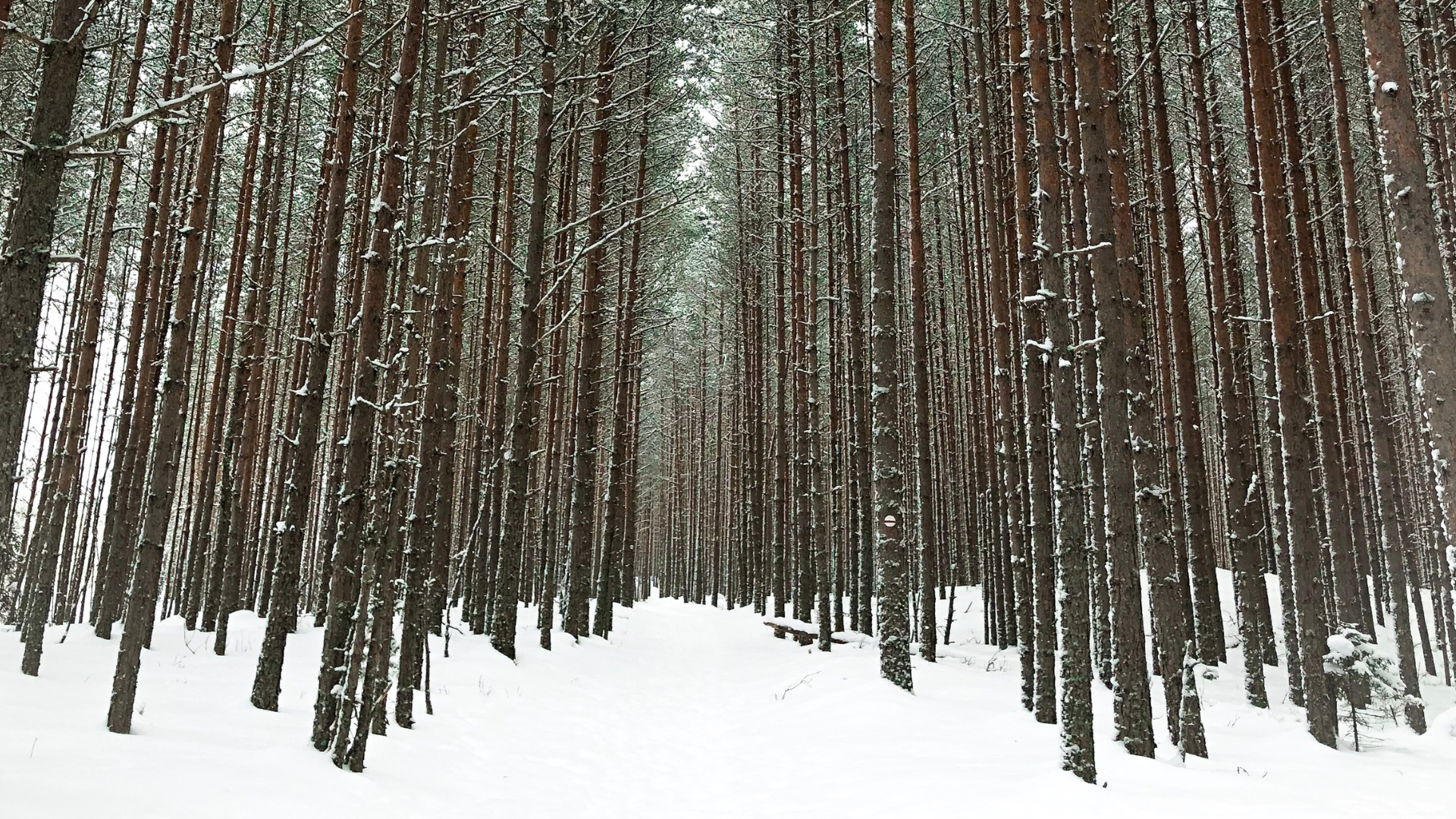 Winter view of the snowy Nõmme forest