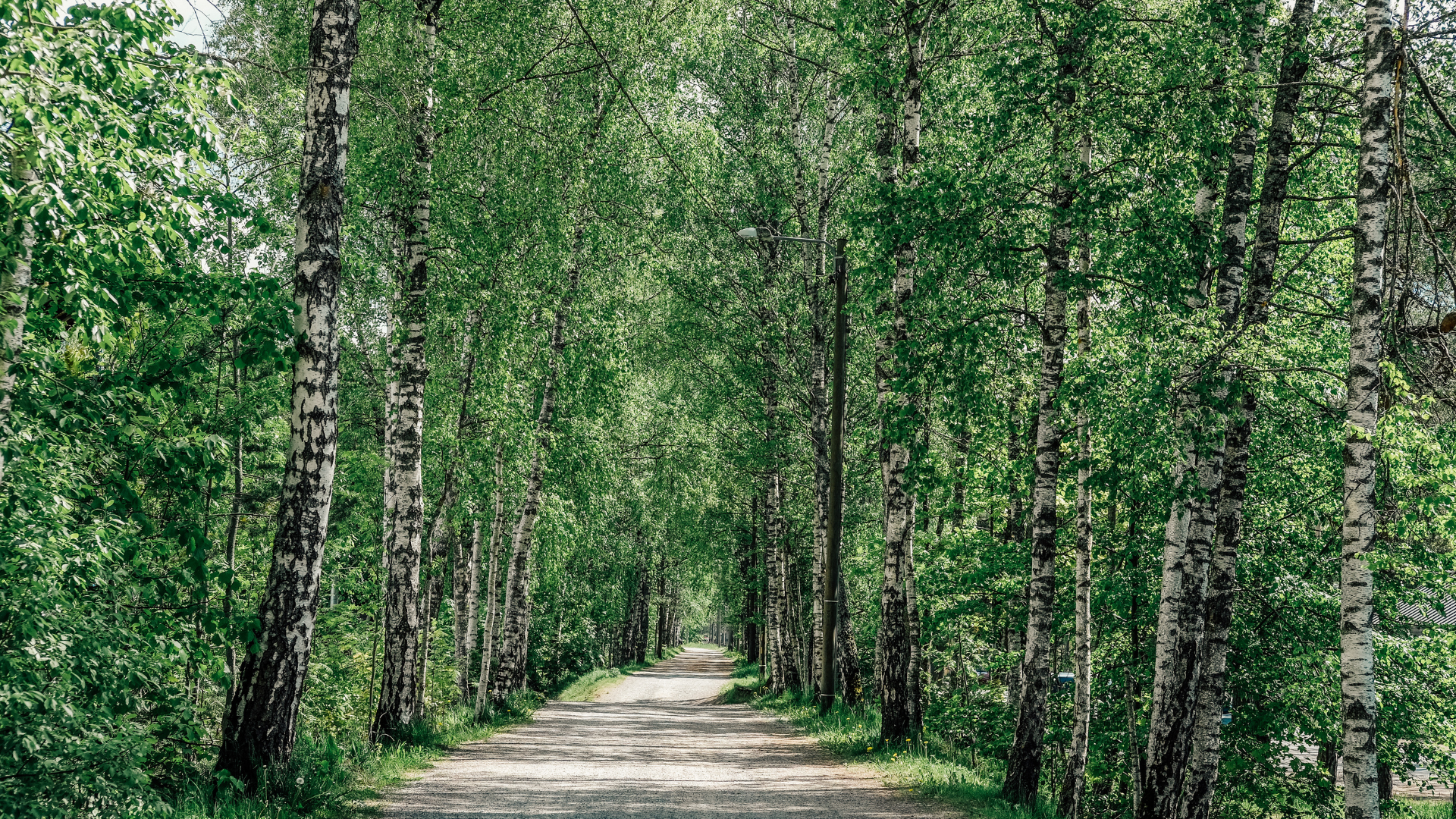Trail in Nõmme Forest