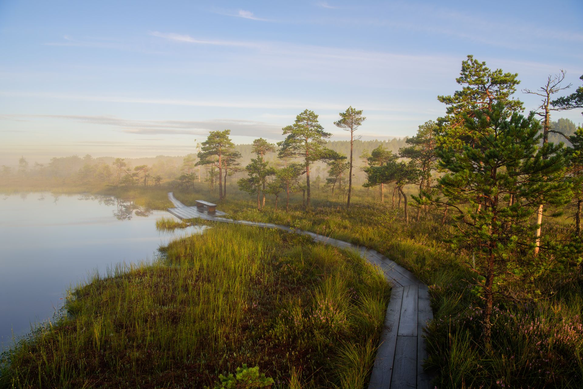 Morgen im Moor mit Wanderweg des Nationalparks Soomaa