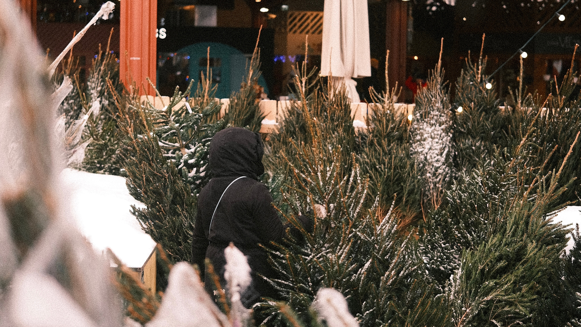 Jõulukuused Balti jaama jõuluturul Tallinnas