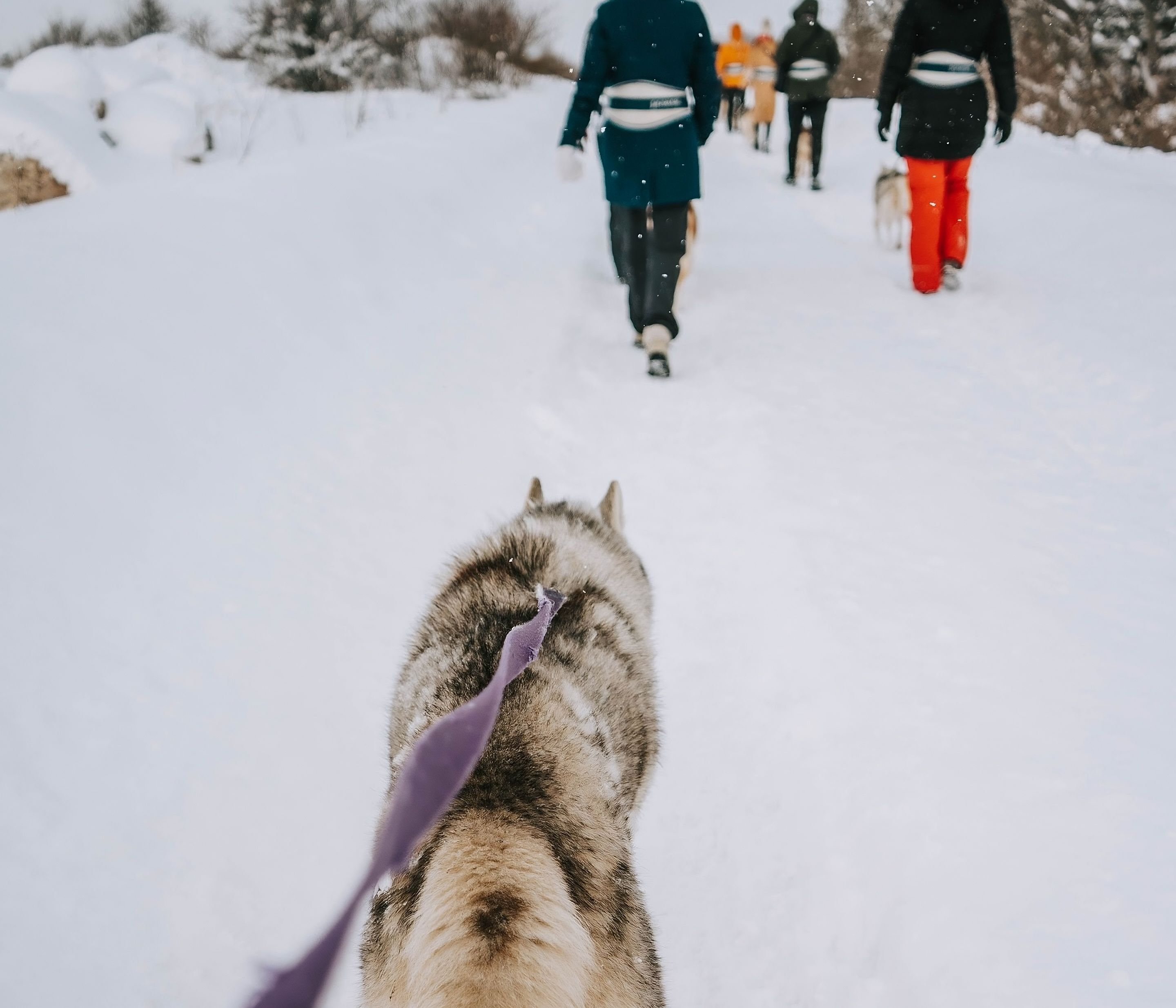 Huskidega jalutamine talvel