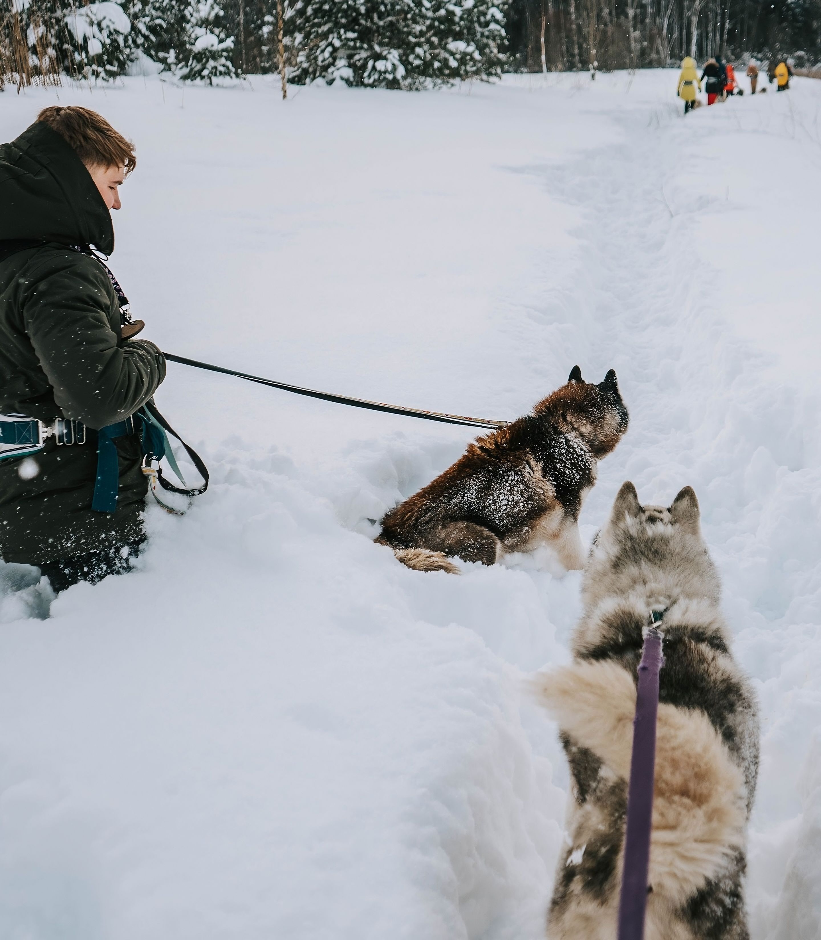 Huskidega puhkepaus lumes
