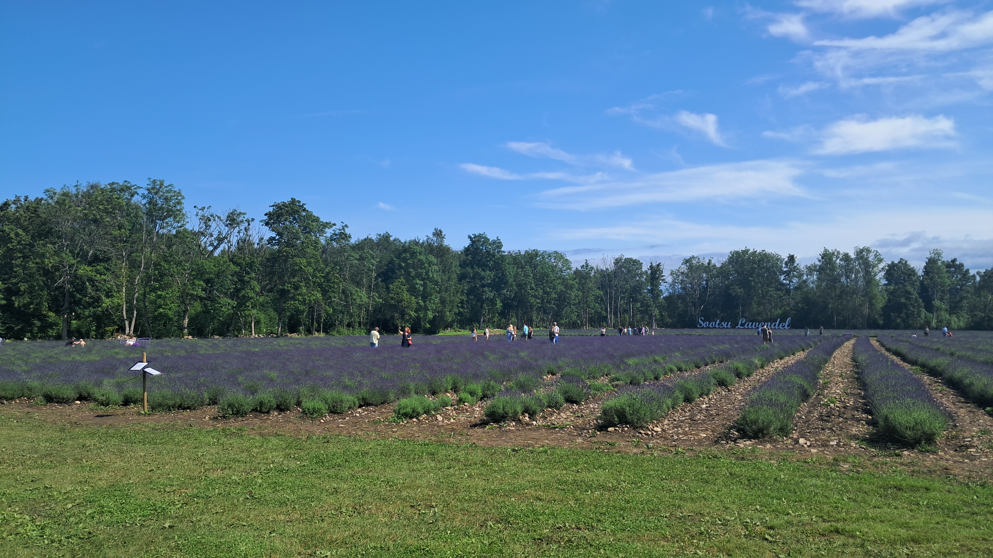 Lavendlitalu sündmuse "Avatud talude päevad" raames