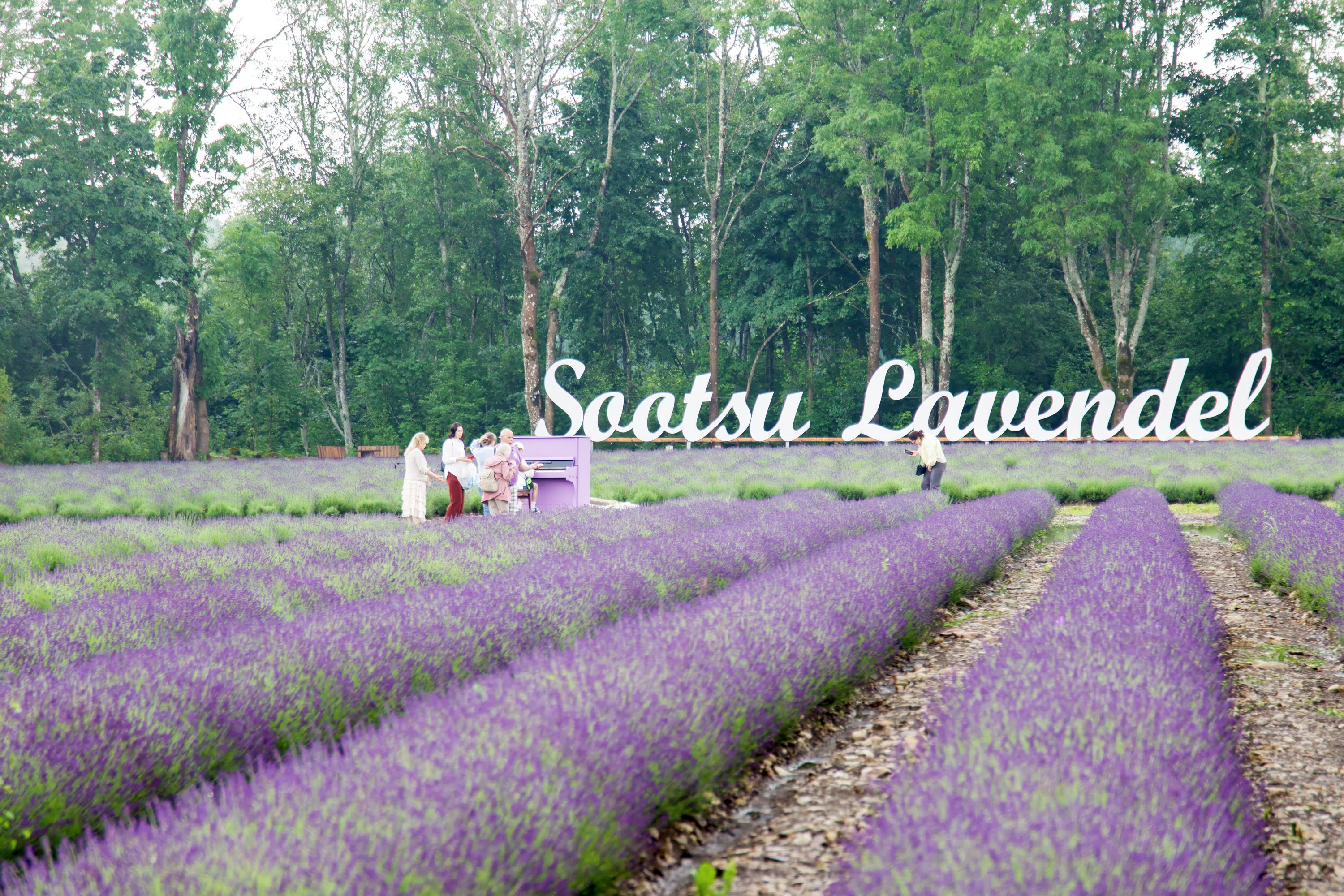 Sootsu lavendlitalu lavendlikasvatus Eestis