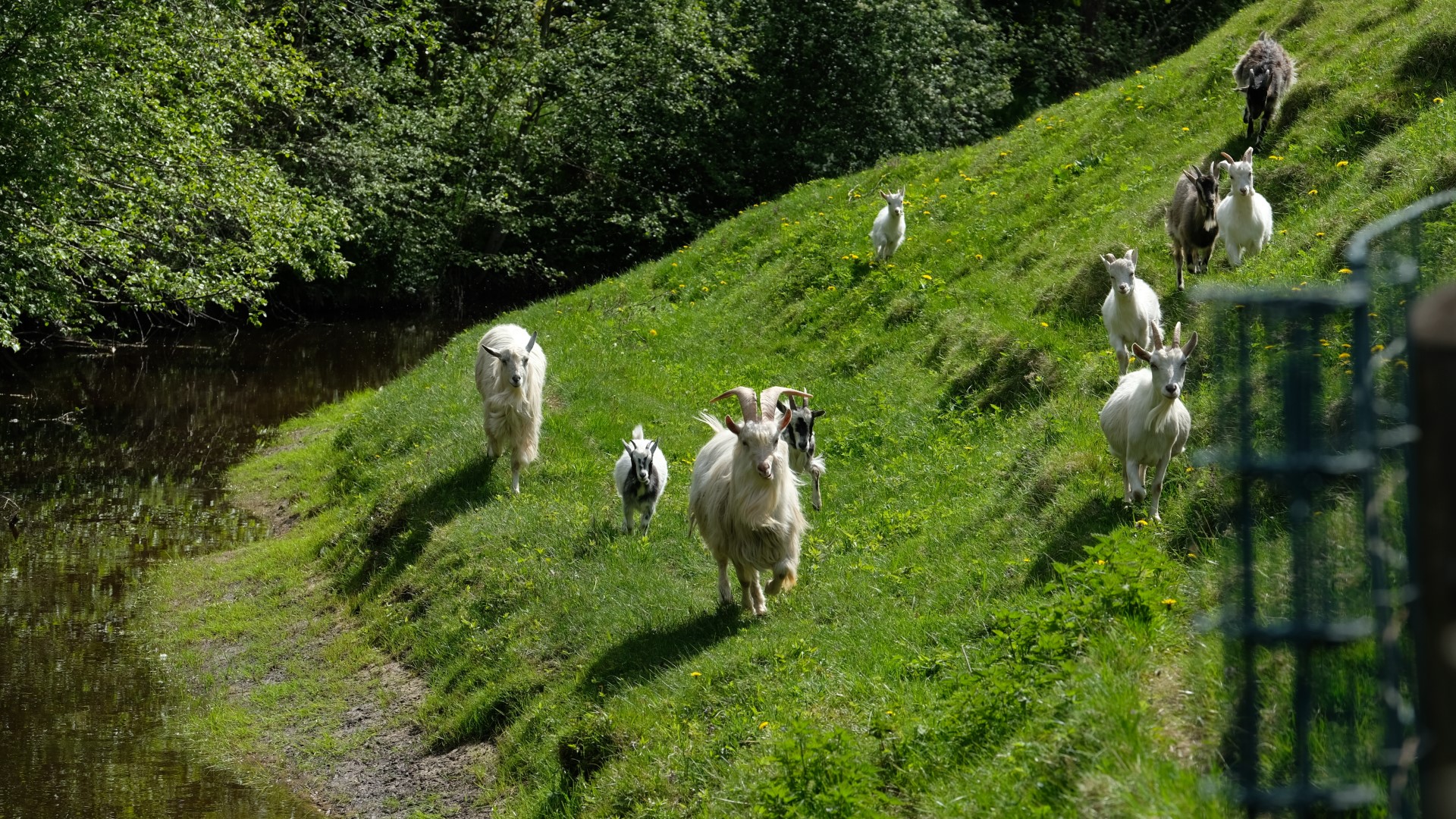 Elamustalu by Kallaste Turismitalu loomapark