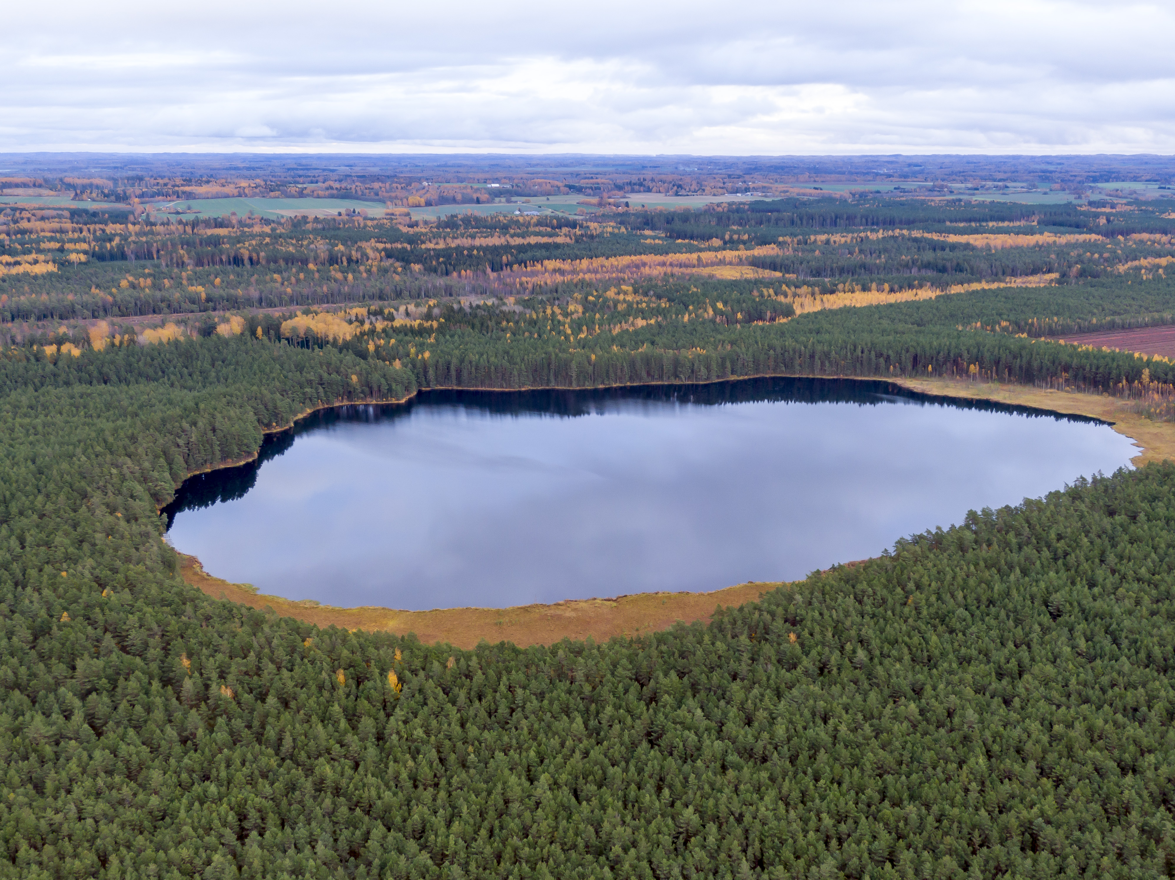 Lake in a bog forest in South Estonia, Tartu County