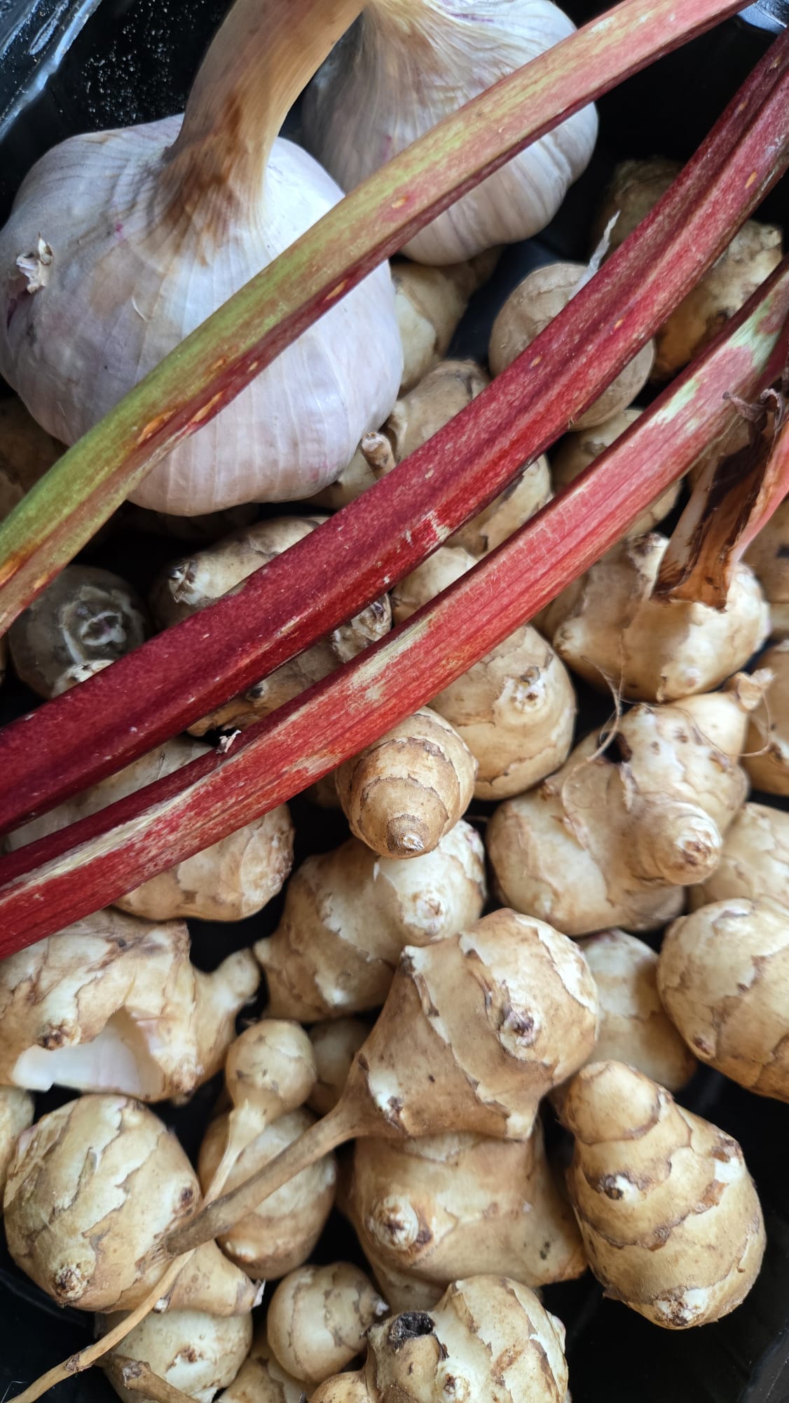 Fermentoidut vihannekset - inkivääri, raparperi, valkosipuli