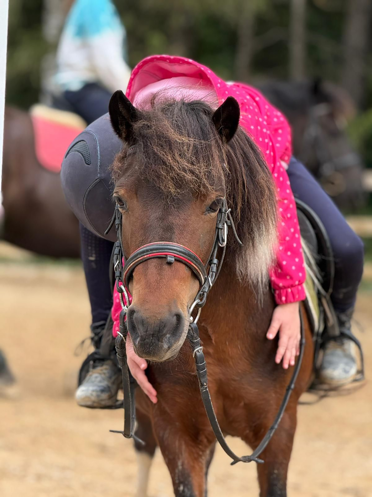 Ratsanik hobusega rohelises looduses Rapla Ratsakeskuses