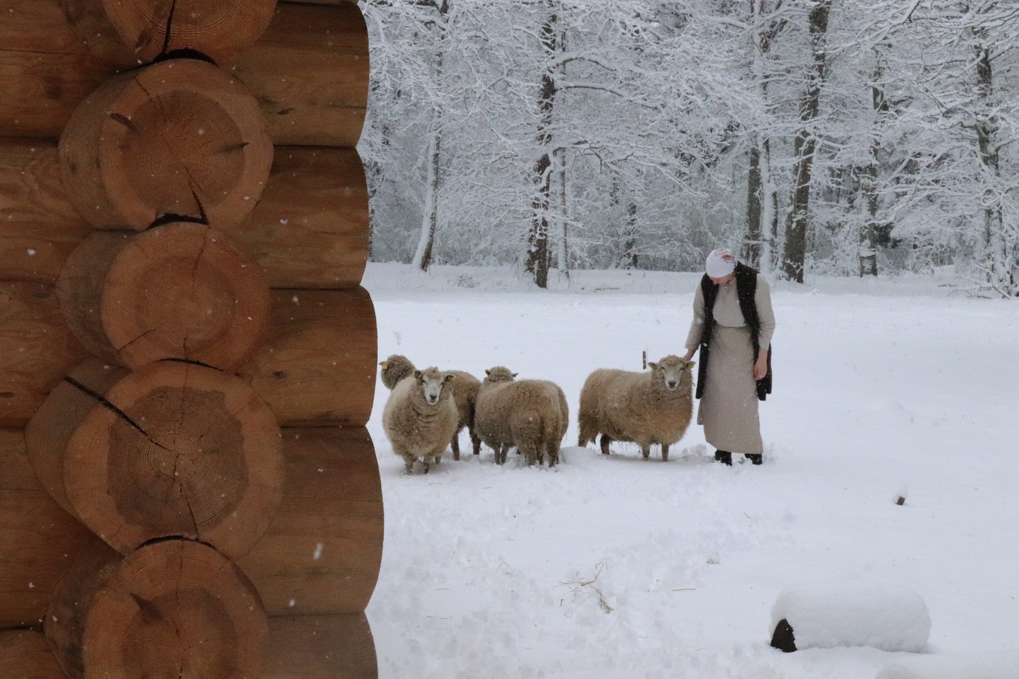 Koduloomad Eesti Vabaõhumuuseumis