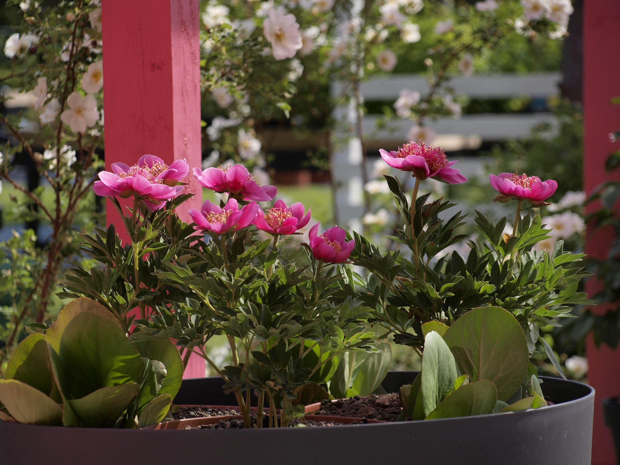 Saaremaa Pojengifestival 2026