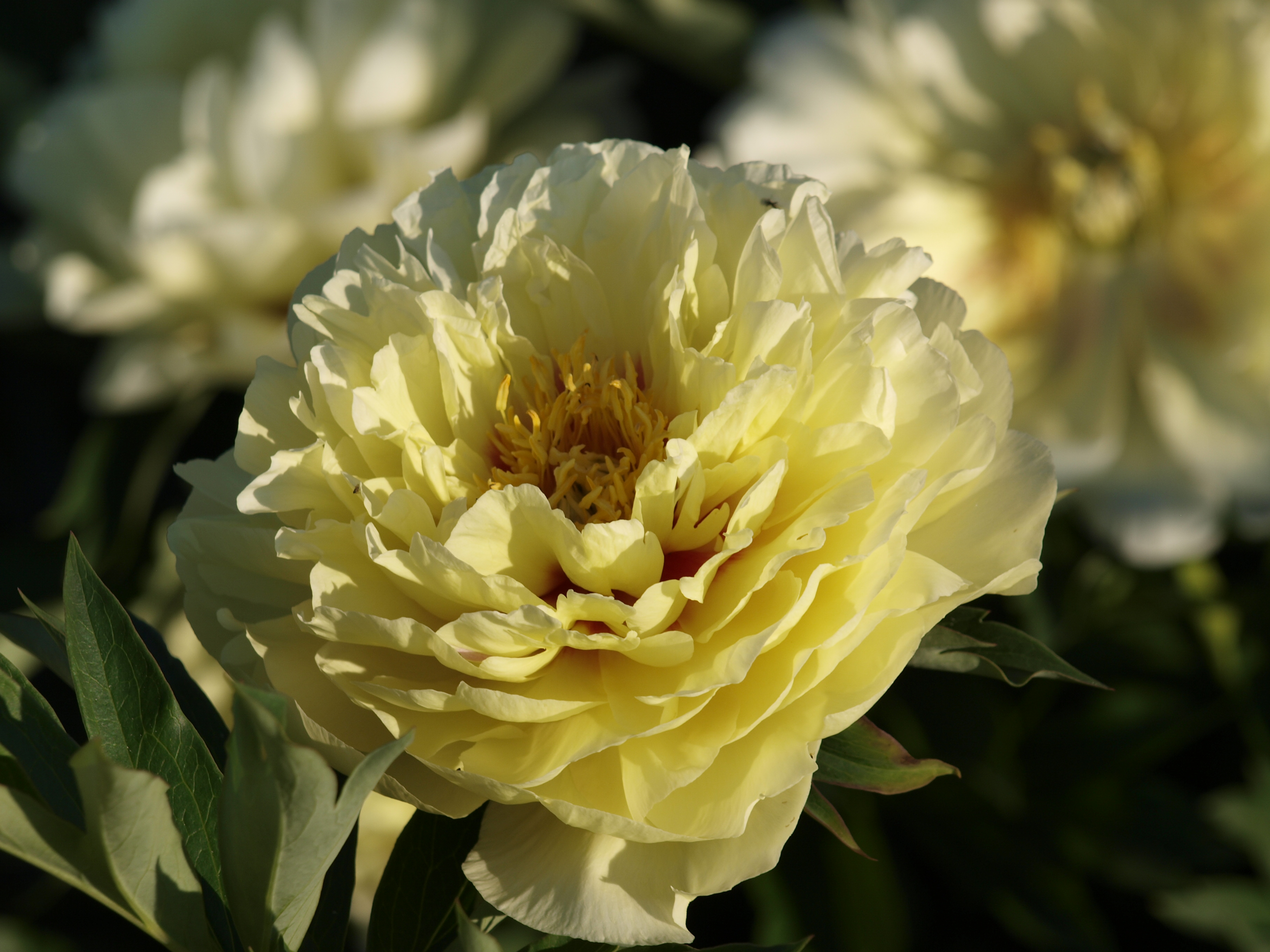 Saaremaa Pojengifestival 2026