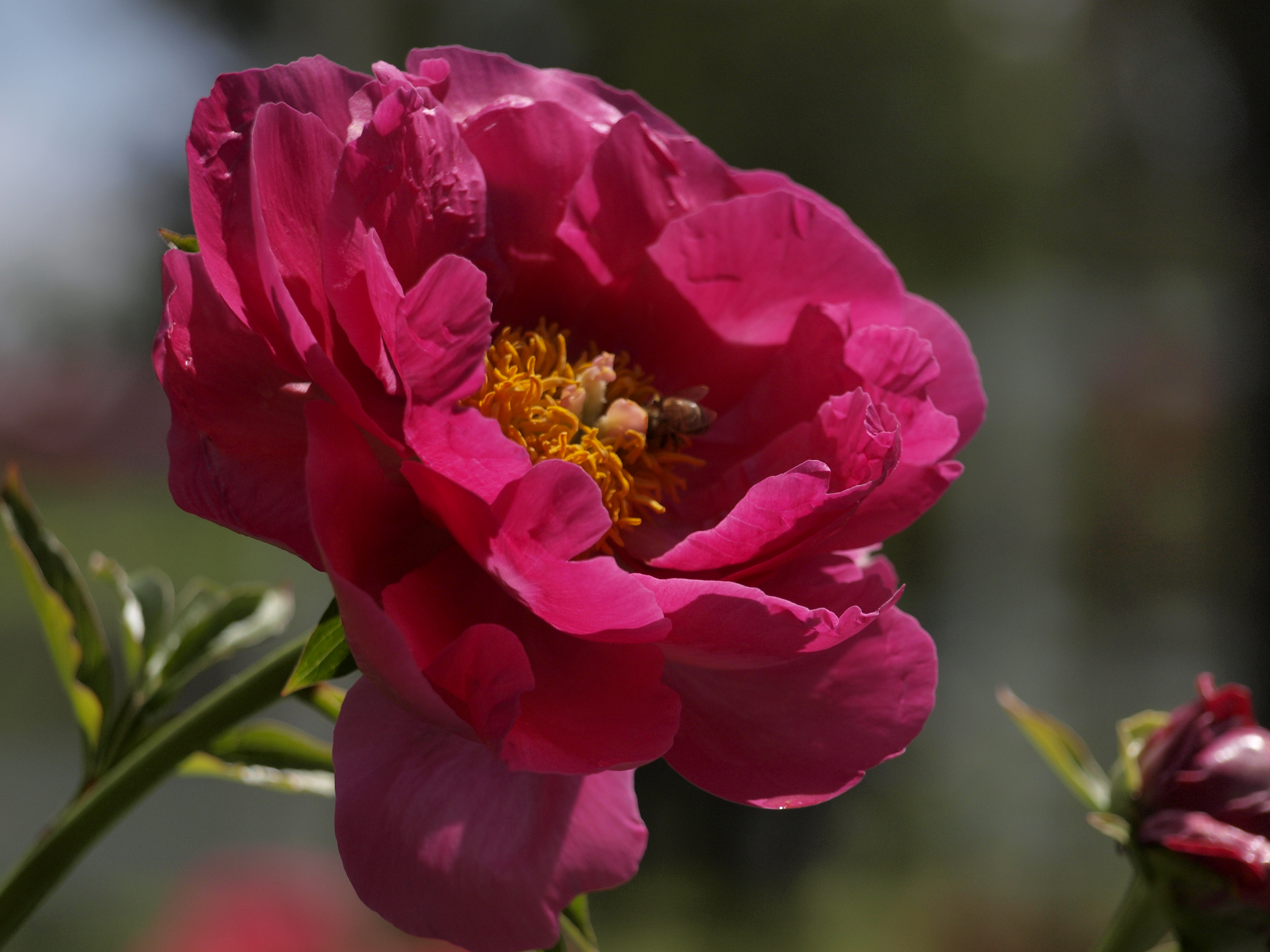 Saaremaa Pojengifestival 2026