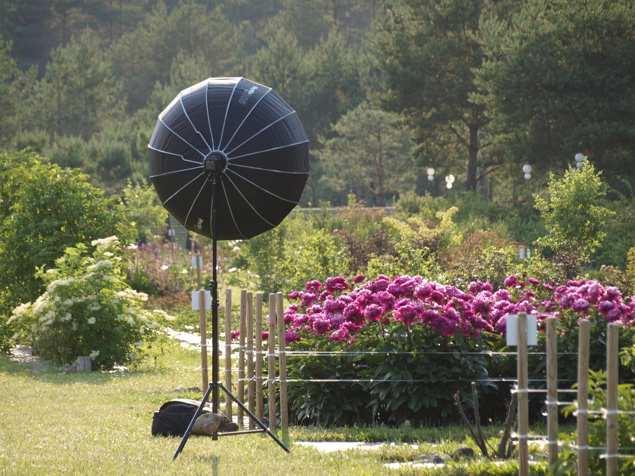 Saaremaa Pojengifestival 2026