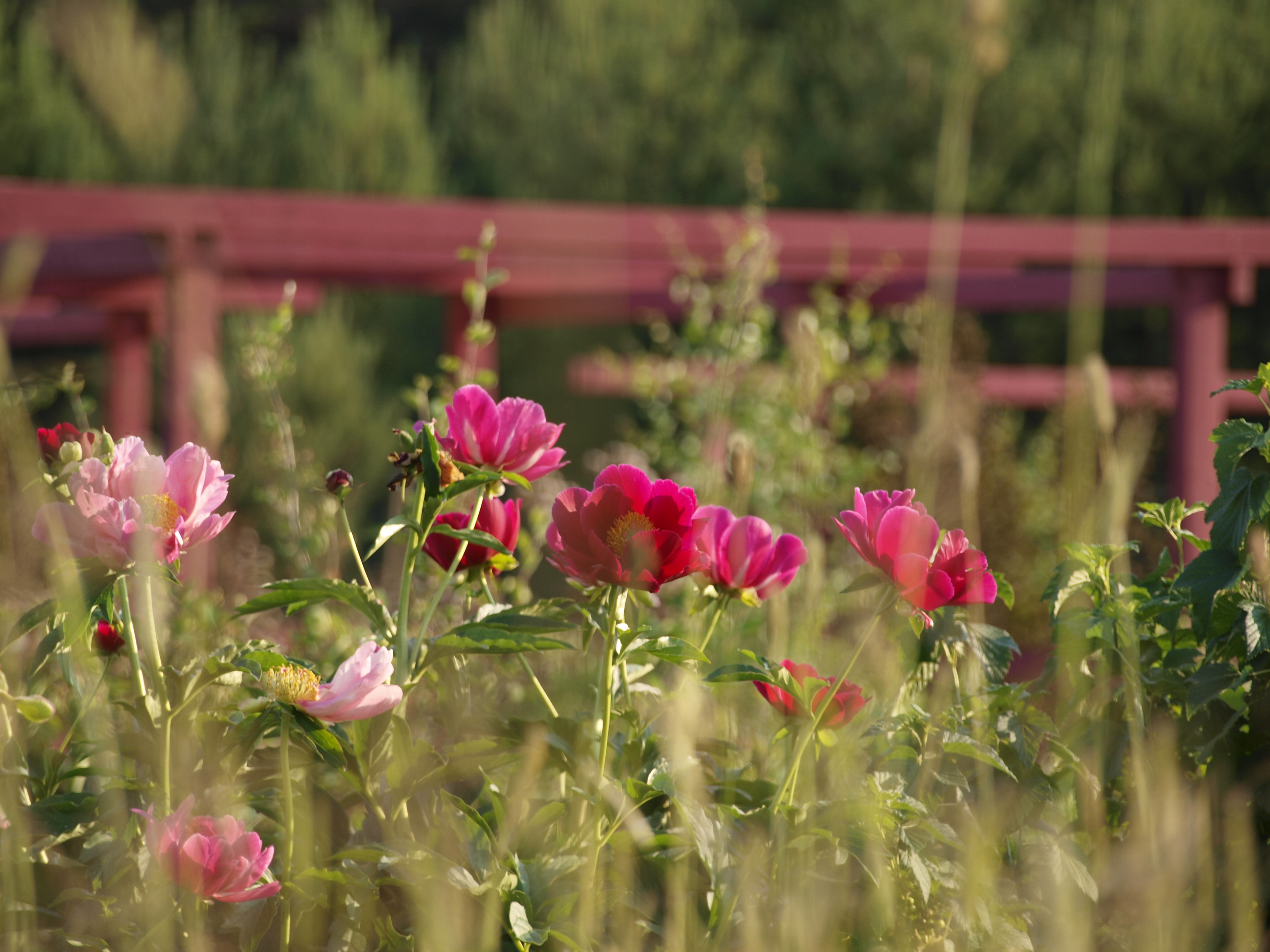 Pojengiilu Saaremaa Peony Gardens